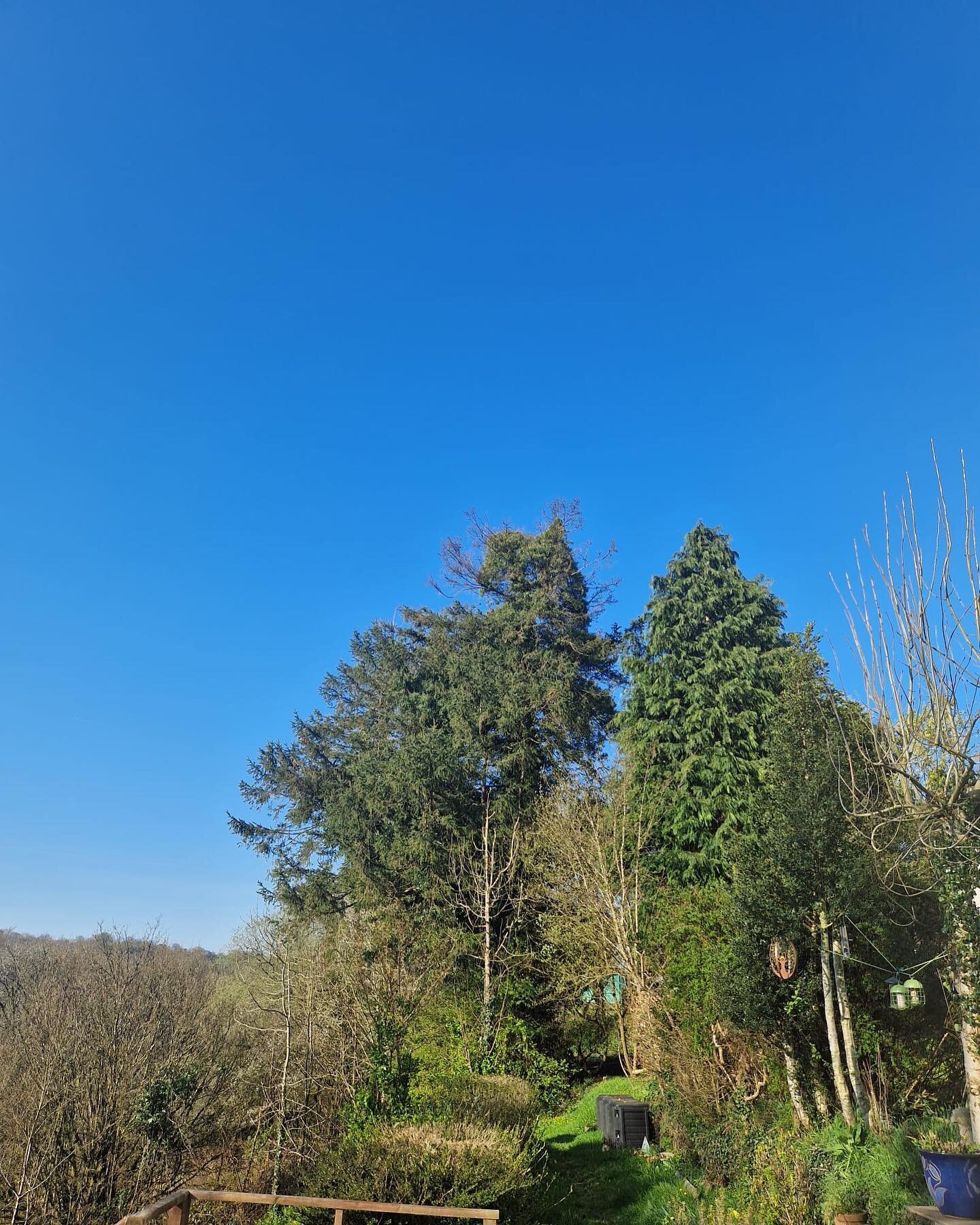 Felling of sitka spruce &amp; Lawson cypress 

#arb #arblife #arboristsofinstagram #arborist #arborists #arboristlife #arboristgear #arblifestyle #arblife🌳🌲 #treefelling #treesurgeryuk #treeclimberofinstagram #treeclimberforlife #treeservice #trees