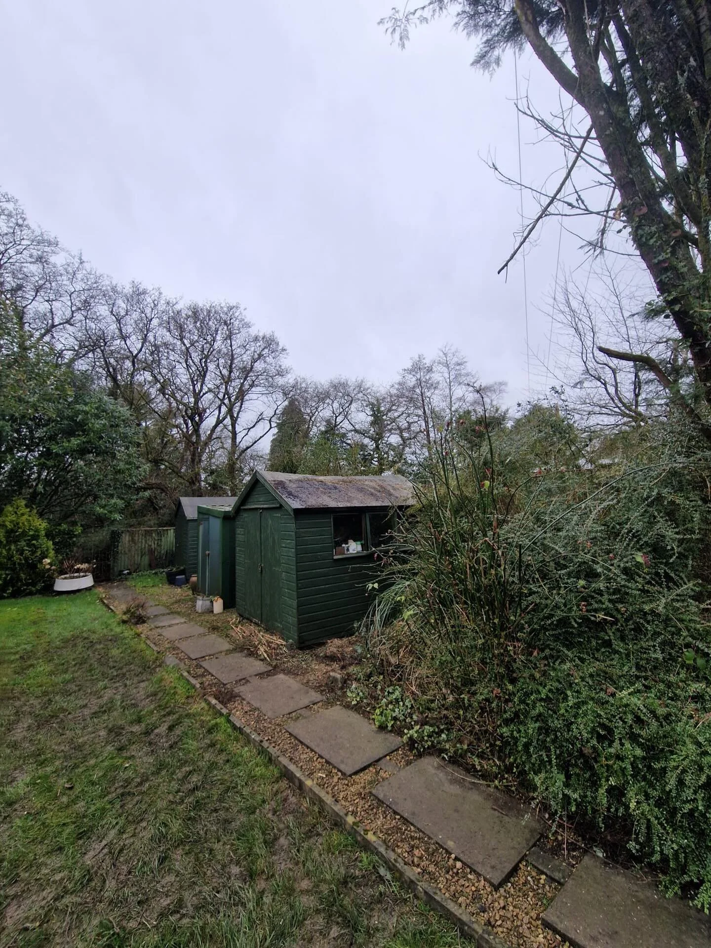 Storm‑damaged Leylandii dismantled and removed from the top of a shed