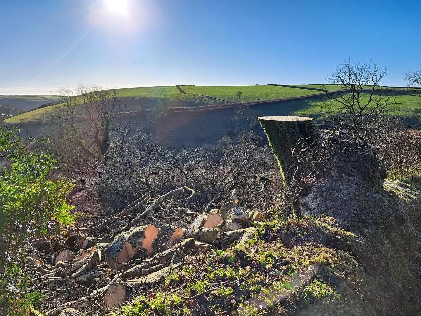 Carmarthenshire – Tree Surgery & Forestry Services