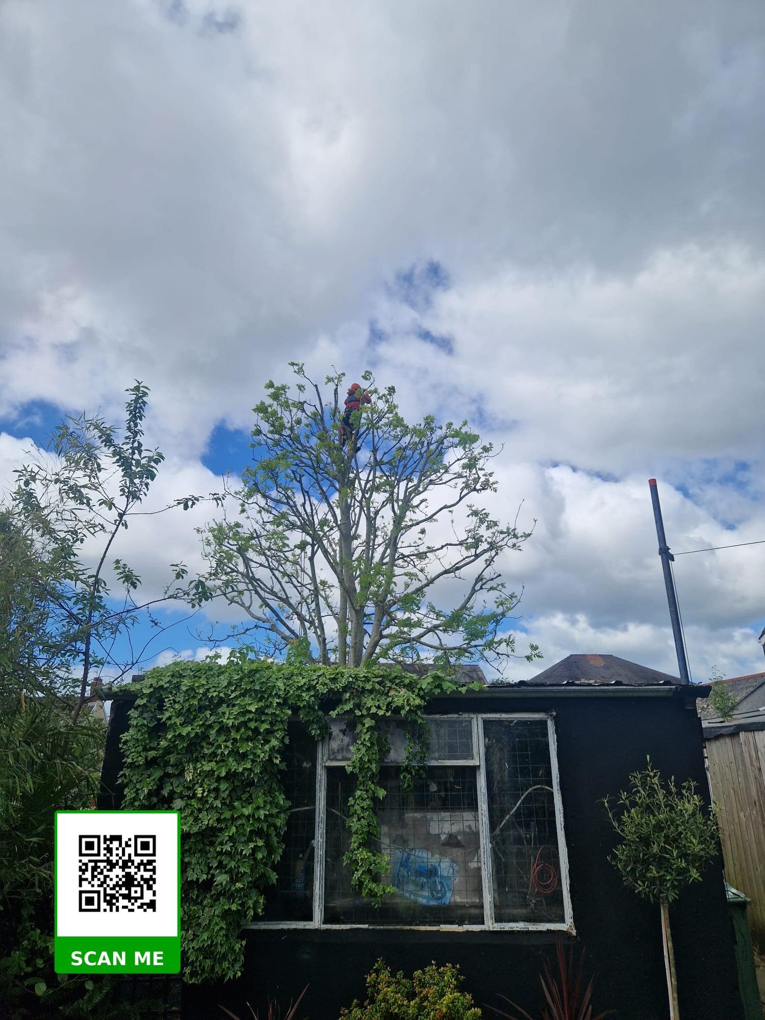 Professional ash tree crown reduction completed safely in Burry Port