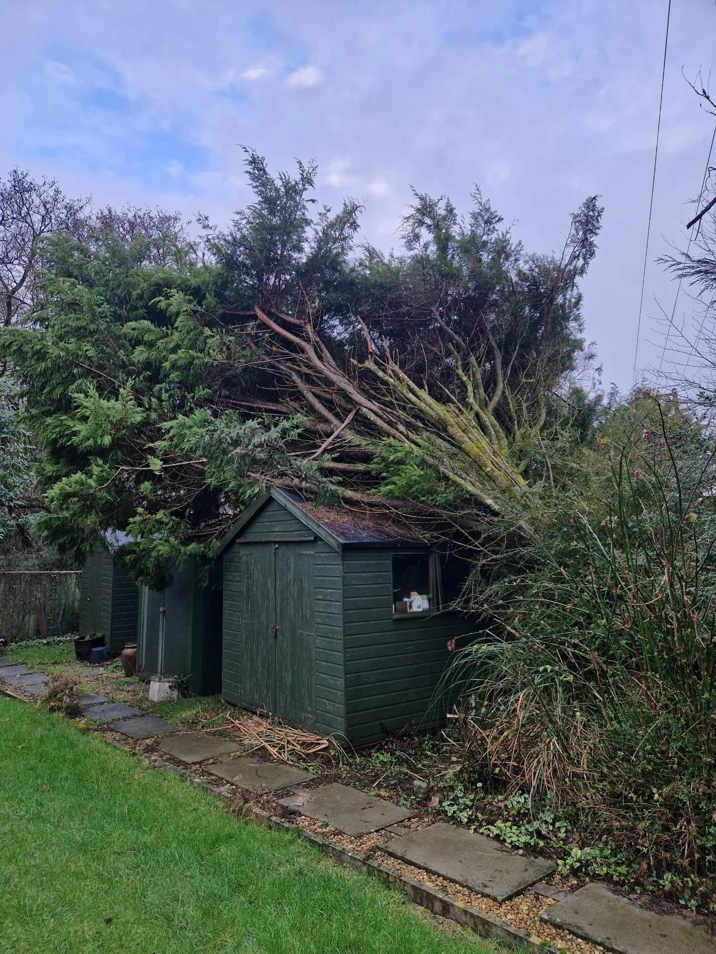 Windblown Leylandii safely removed from a shed by qualified arborists