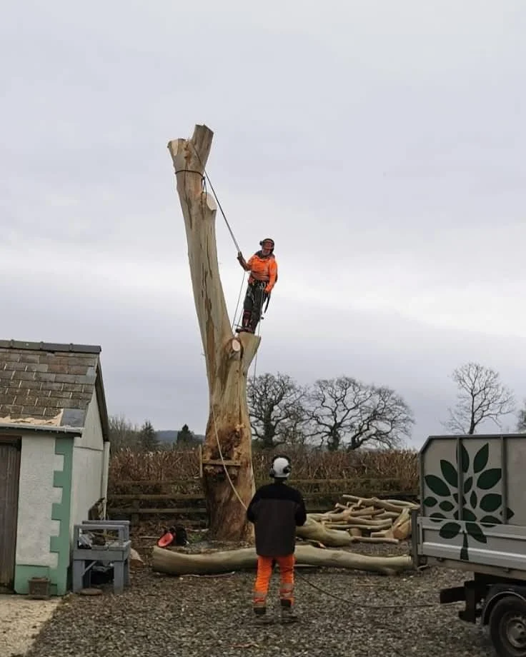Trusted Arborists Across Pembrokeshire