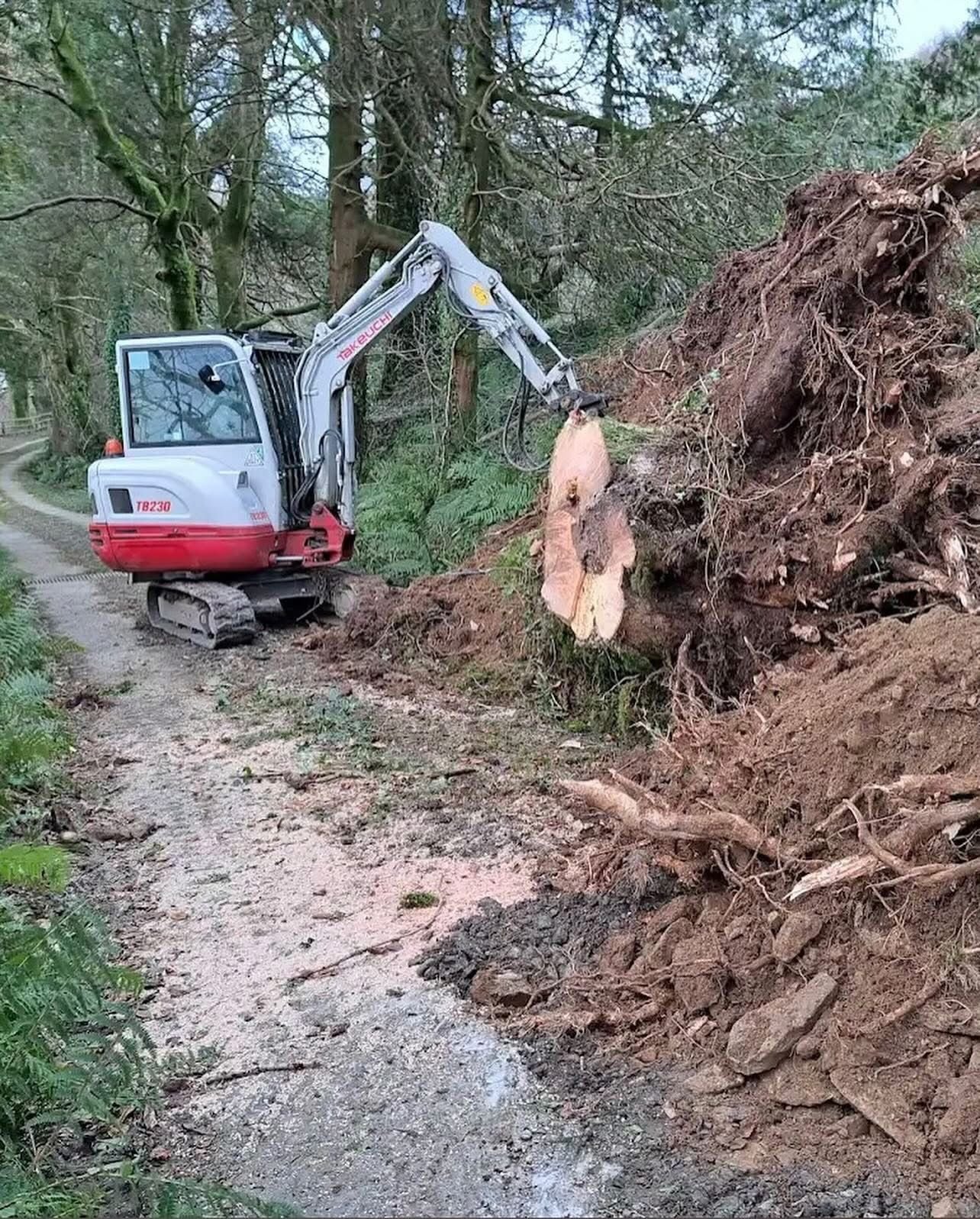 Our Tree & Forestry Services