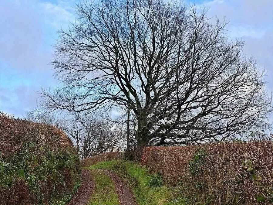 Professional Tree Surgeons in Carmarthenshire