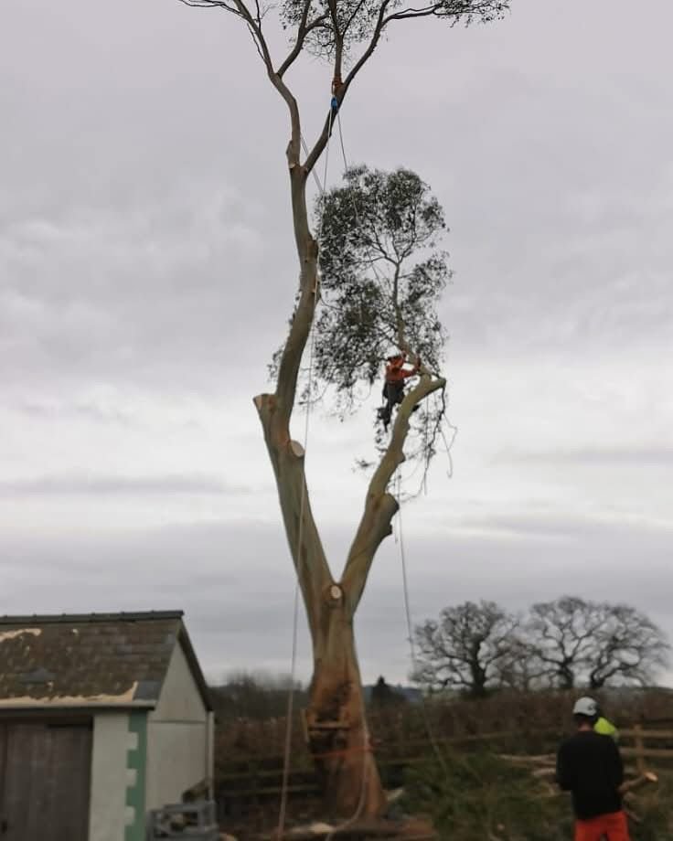 Tree Felling & Dismantling Across Carmarthenshire, Pembrokeshire & Swansea