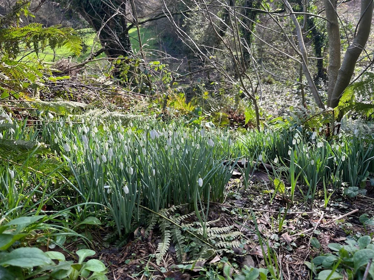 Woodland restoration