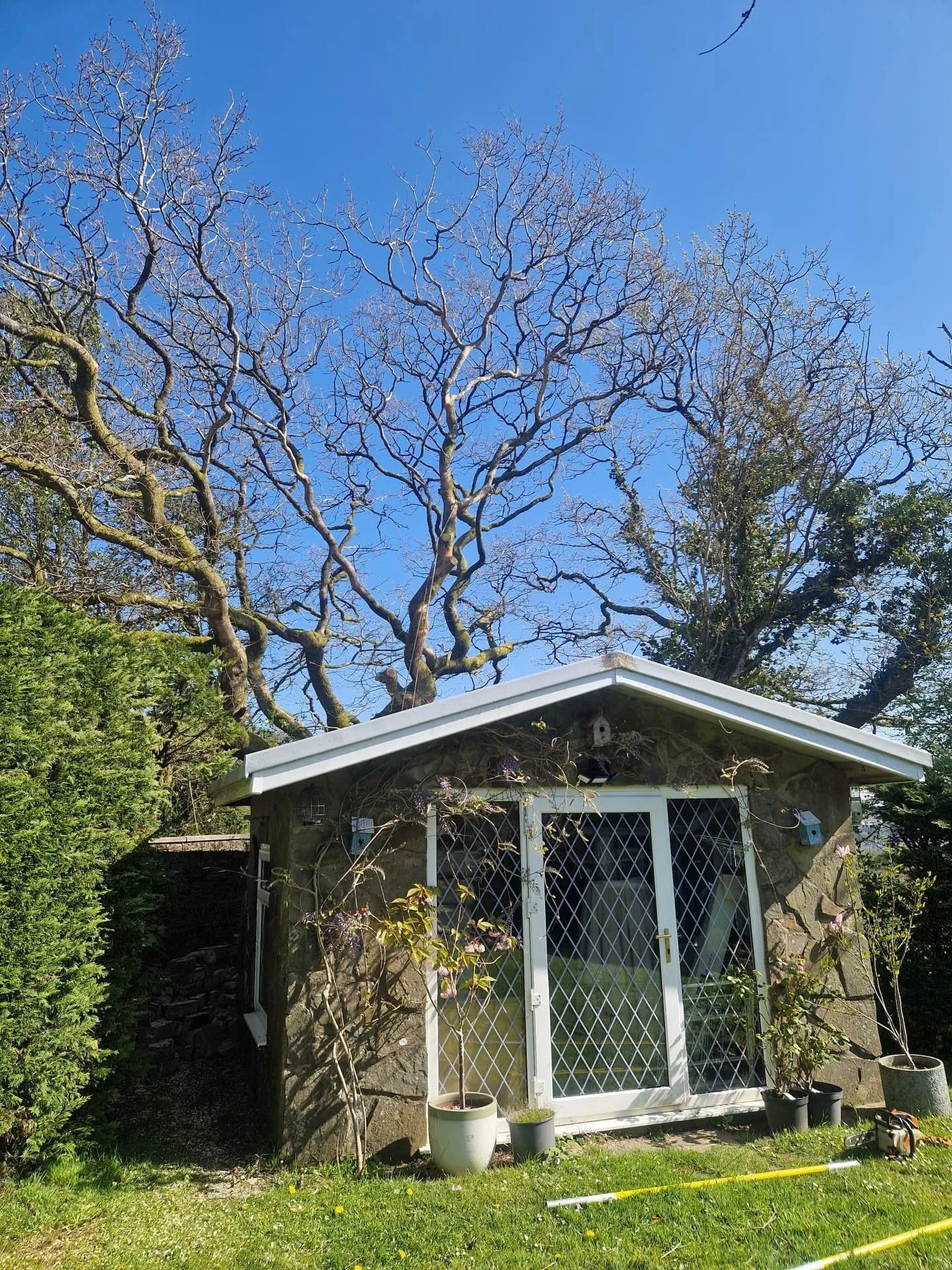 Arborists completing a controlled Leylandii removal on a residential site in Cross Hands