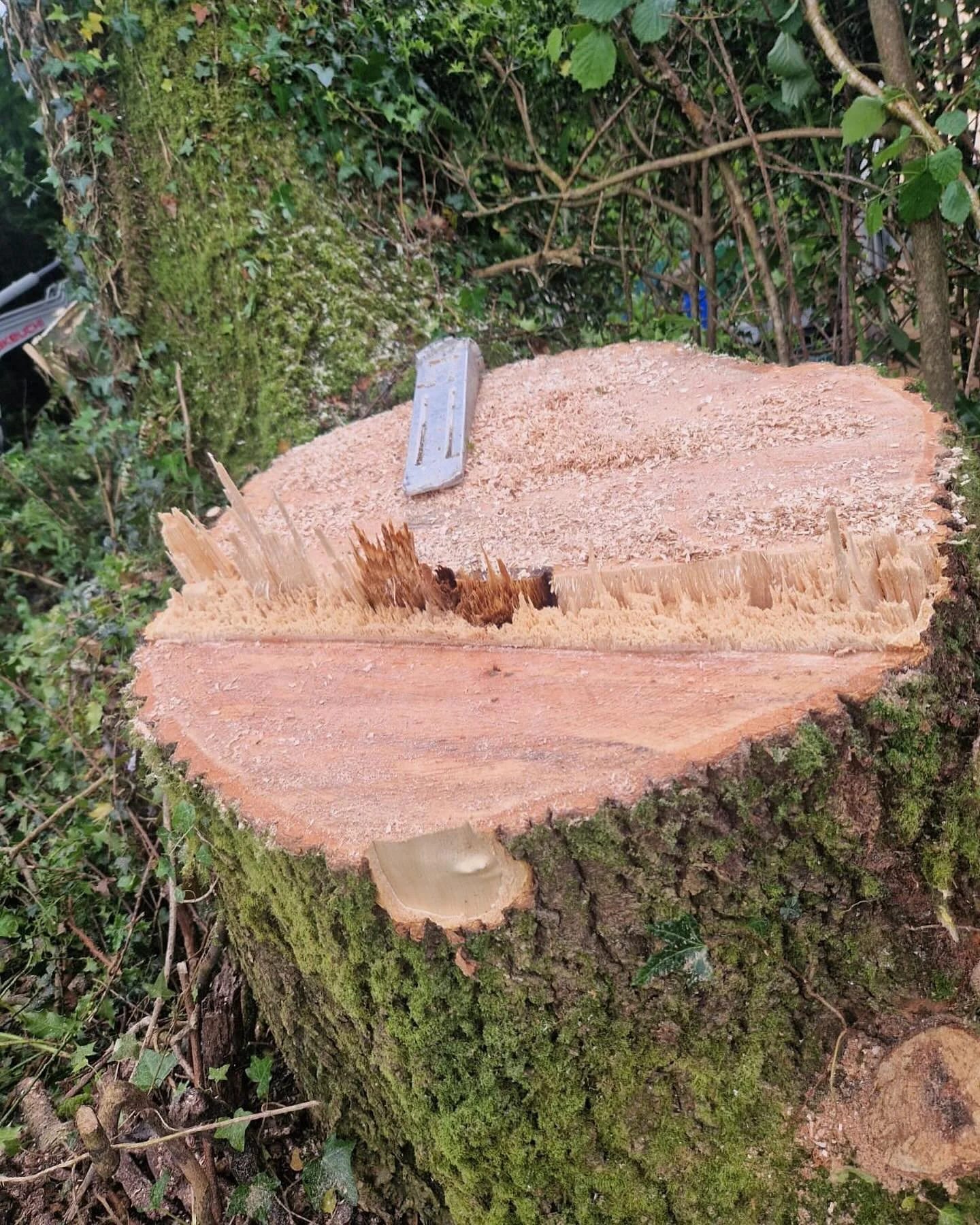 Tree Pruning & Cutting Services