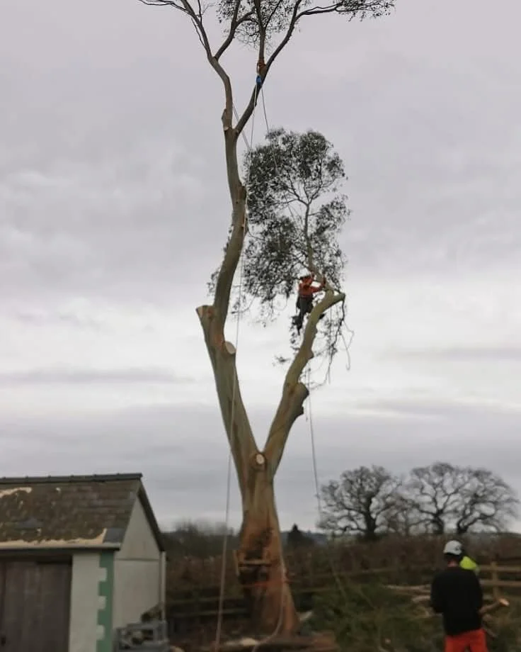 Full arborist and forestry services