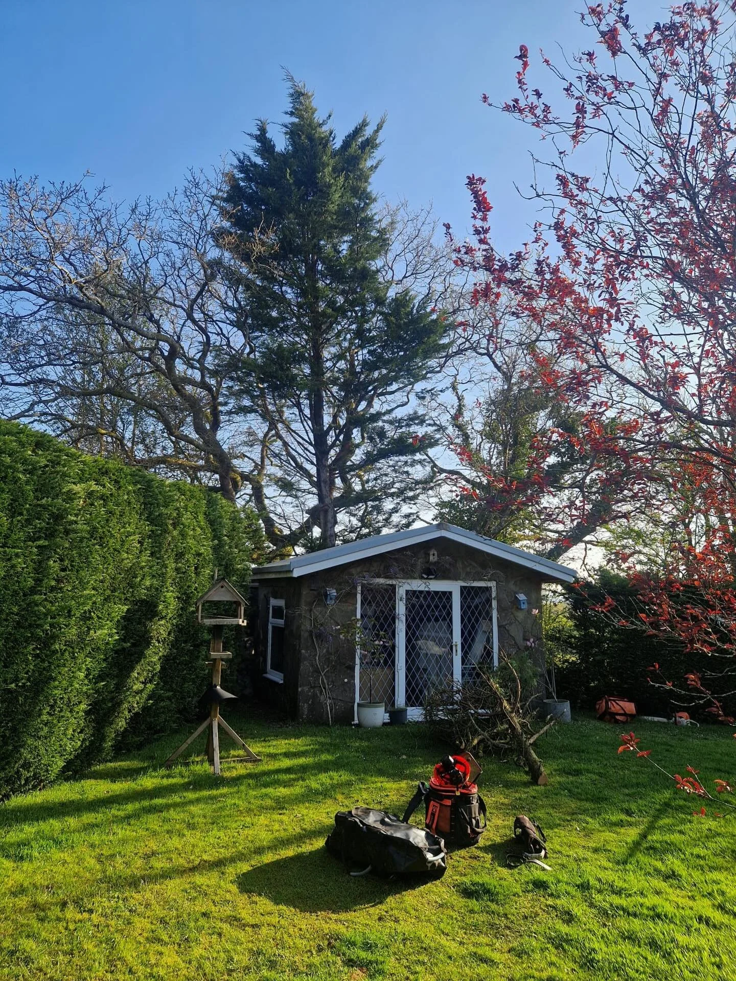 Leylandii removal in Cross Hands carried out by qualified arborists