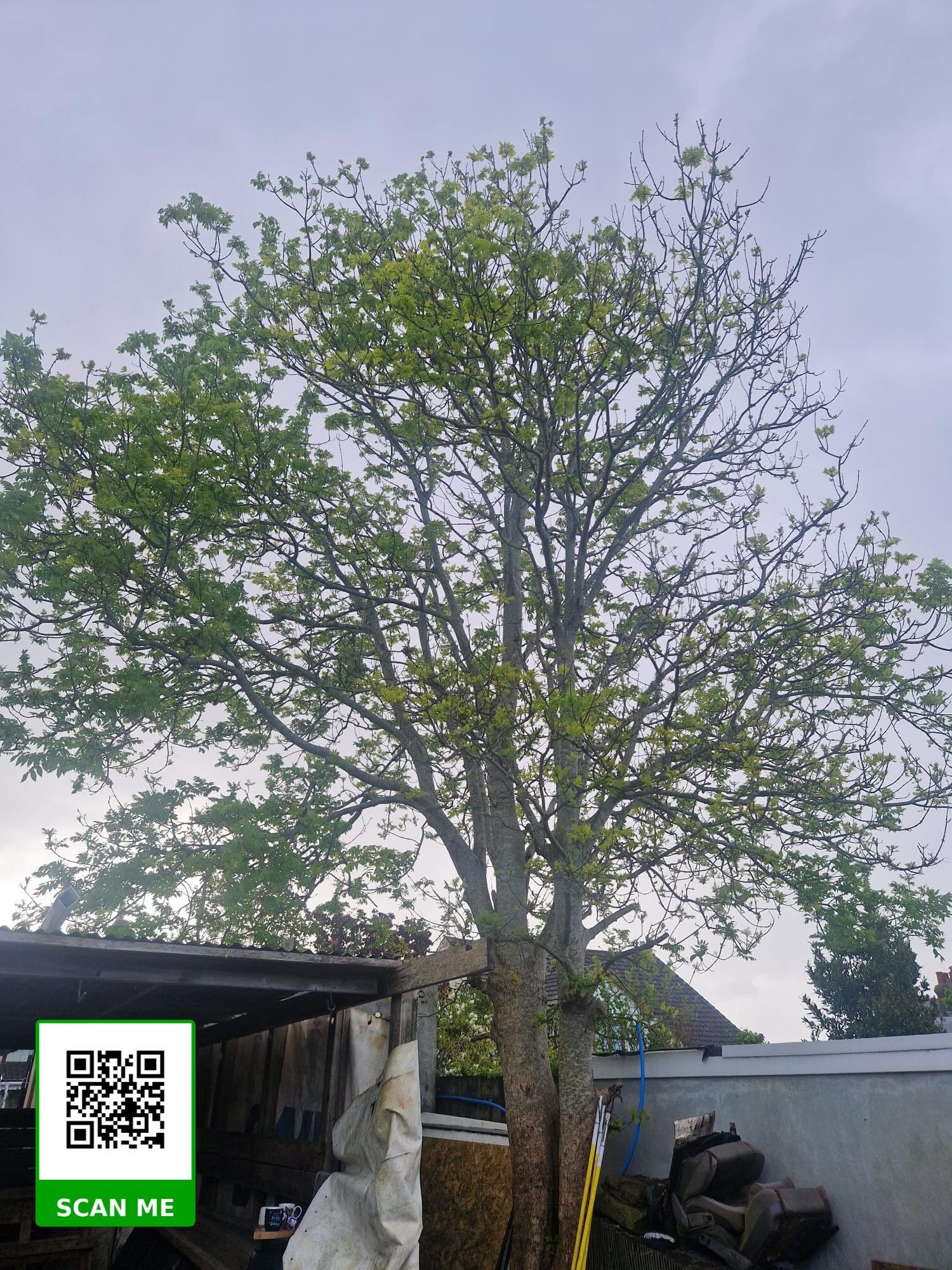 Ash tree reduction in Burry Port carried out by qualified arborists