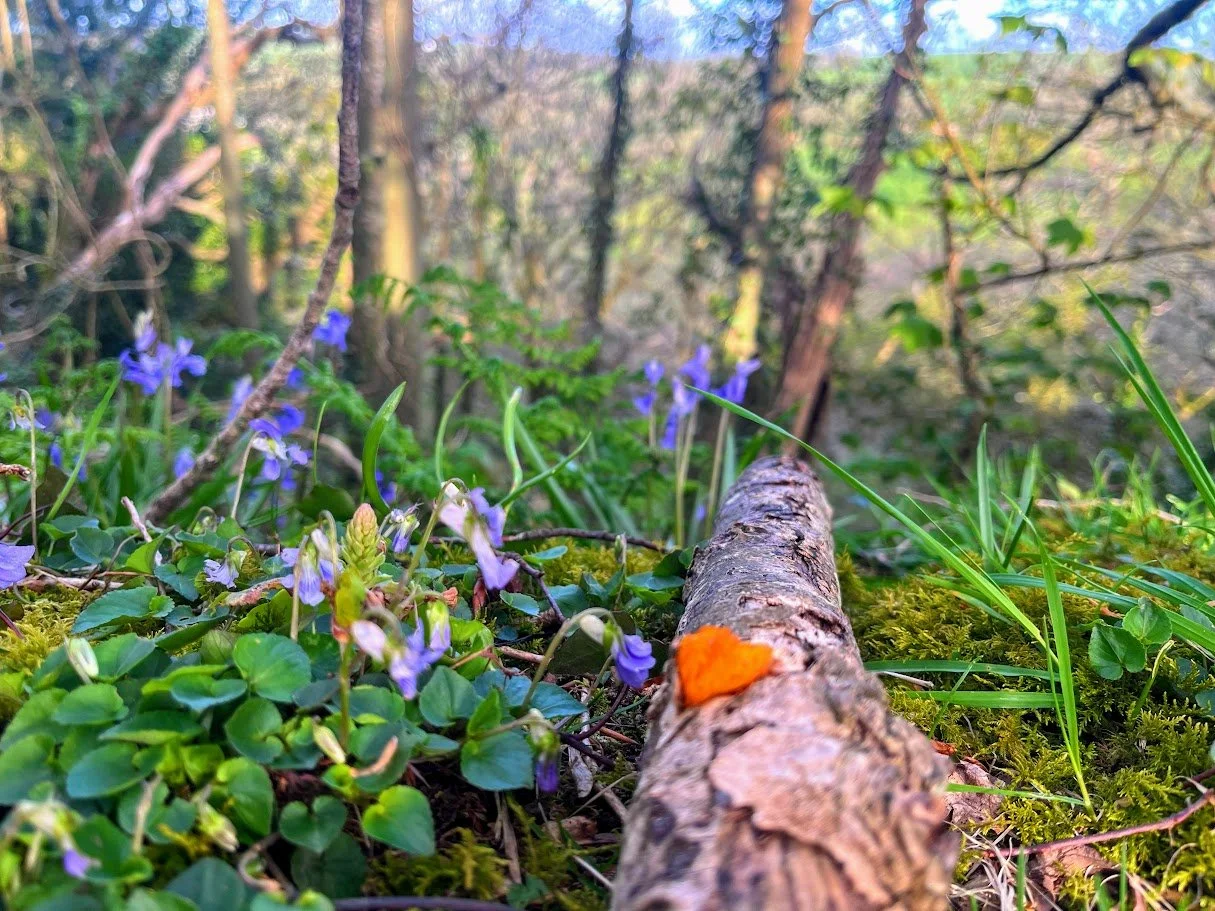 A woodland assessment is a detailed survey of your woodland’s health