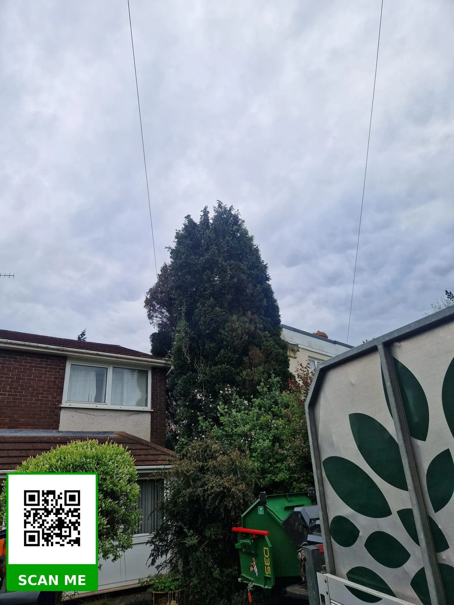 Tree surgeons safely removing a tall Lawson Cypress at a property in Neath