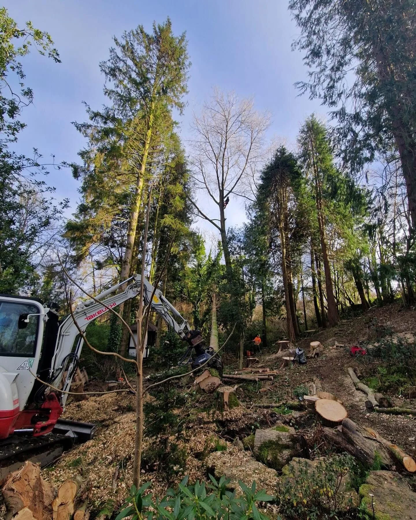 Why Choose Tree Tech Arb & Forestry Services Ltd