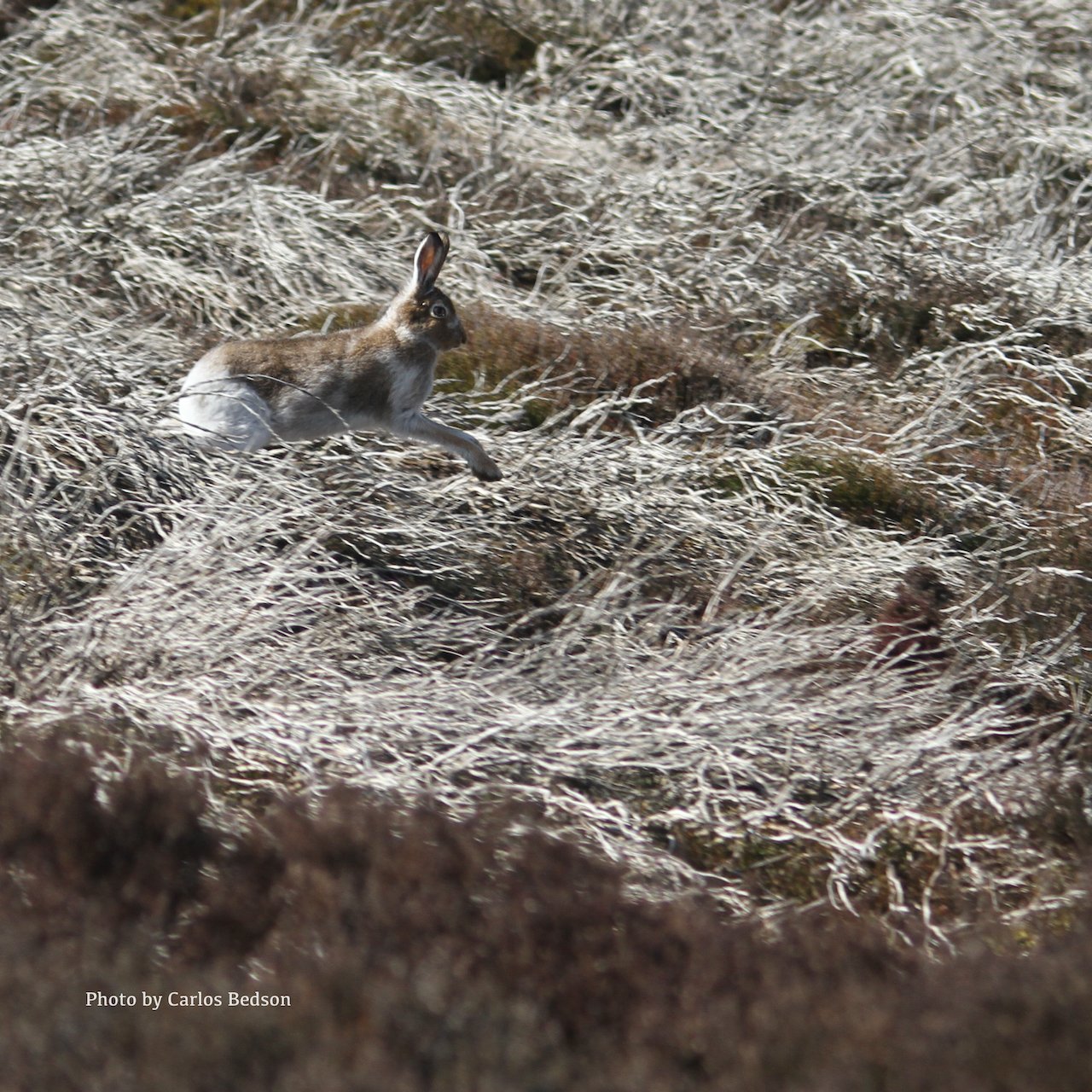 Nature Tripping Episode 20 - The Mountain Hare