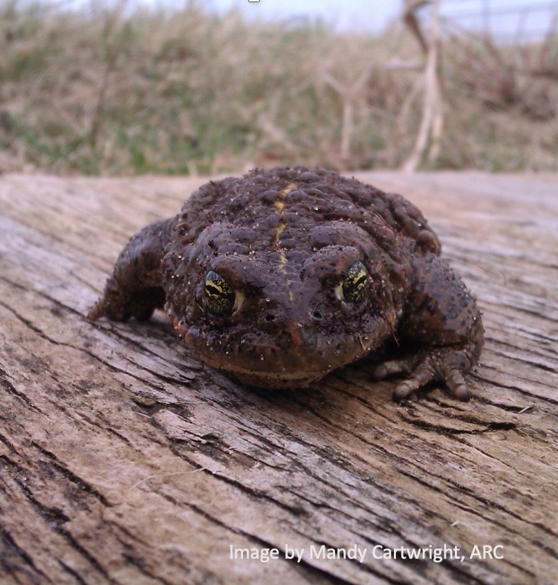 Nature Tripping Episode 22- Natterjack Toads