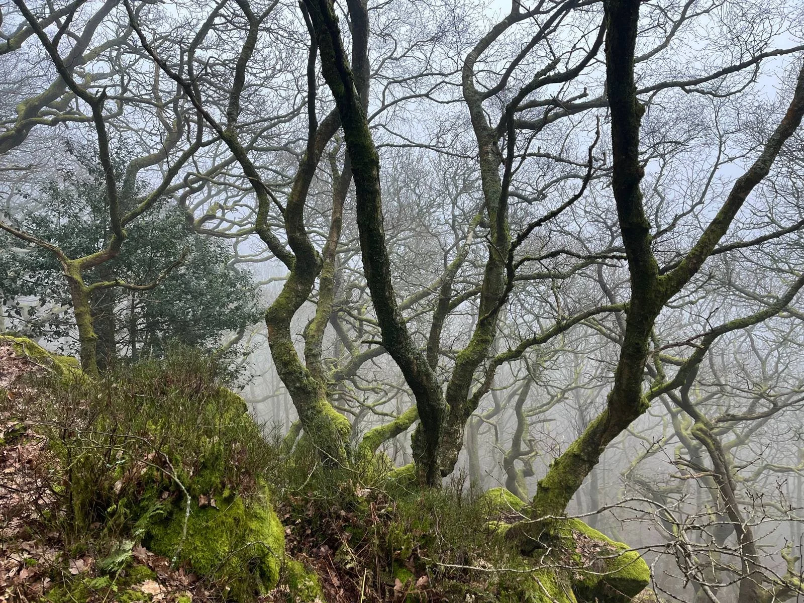 Nature Tripping Episode 31 - Bryophytes and the Atlantic Rainforest