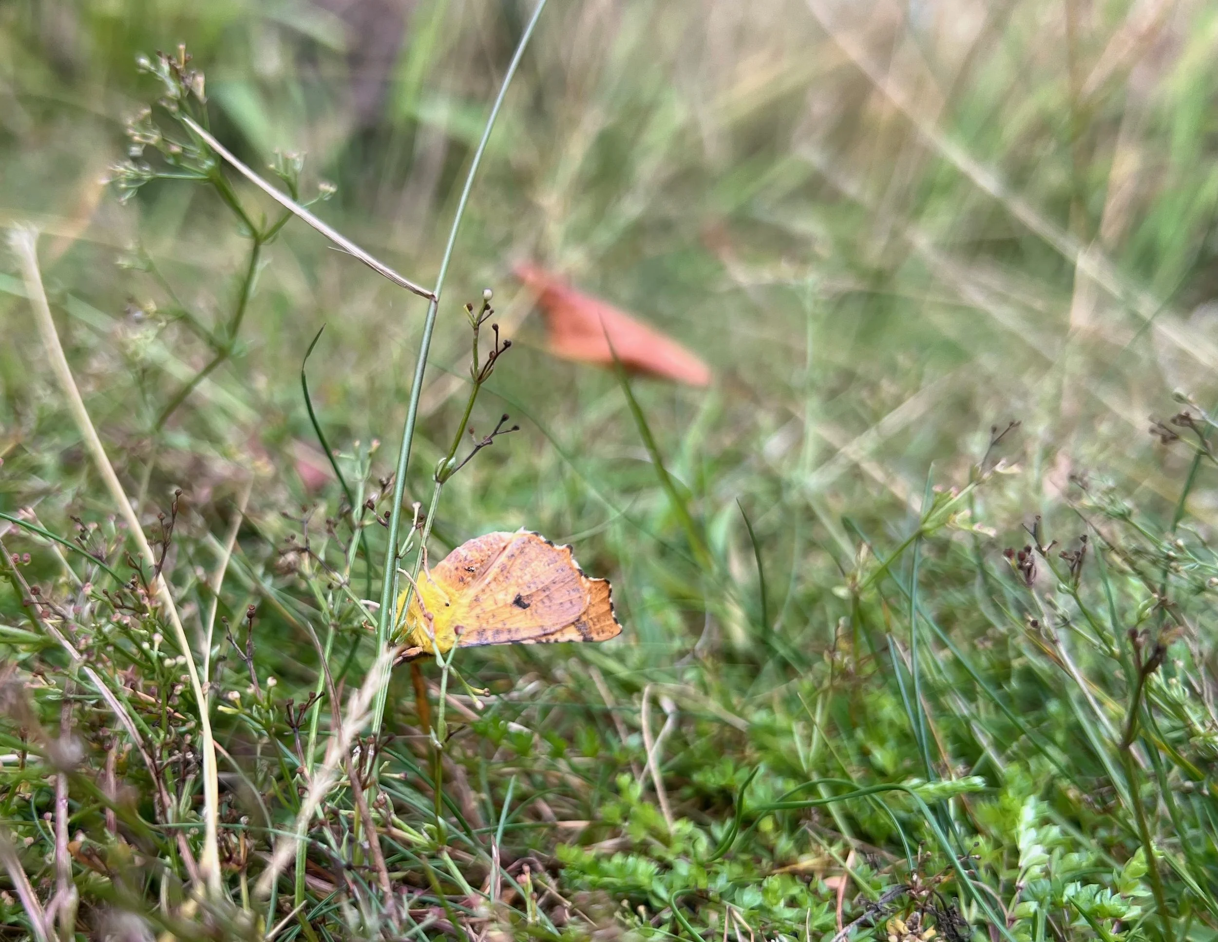 The Canary Shouldered Thorn