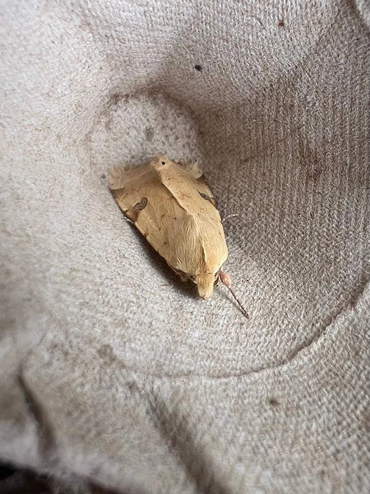 The Bordered Straw