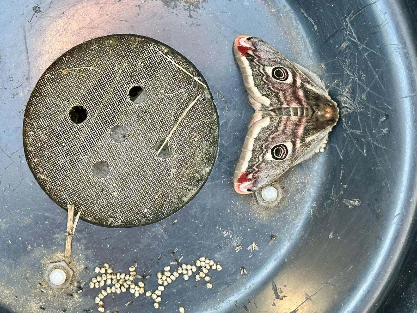 Nature Tripping Episode 34 - The Emperor Moth (Part 1)