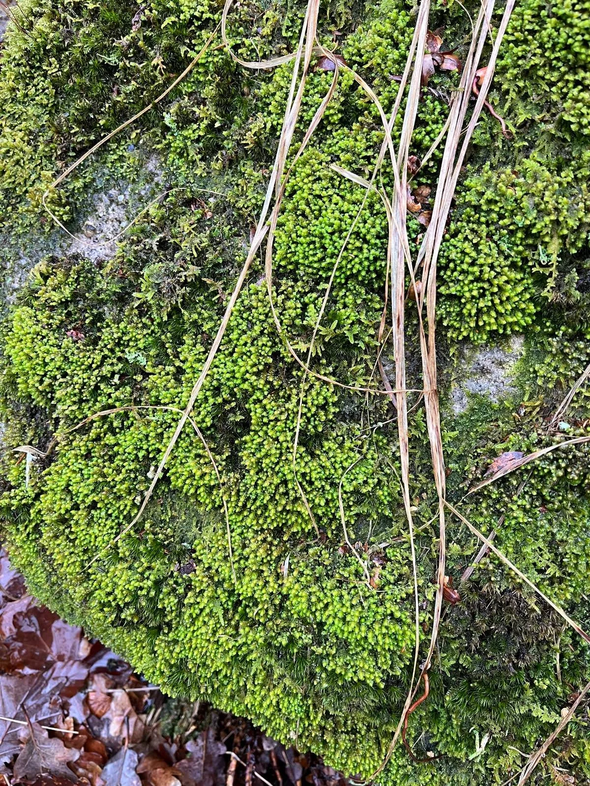 liverwort covering a rock