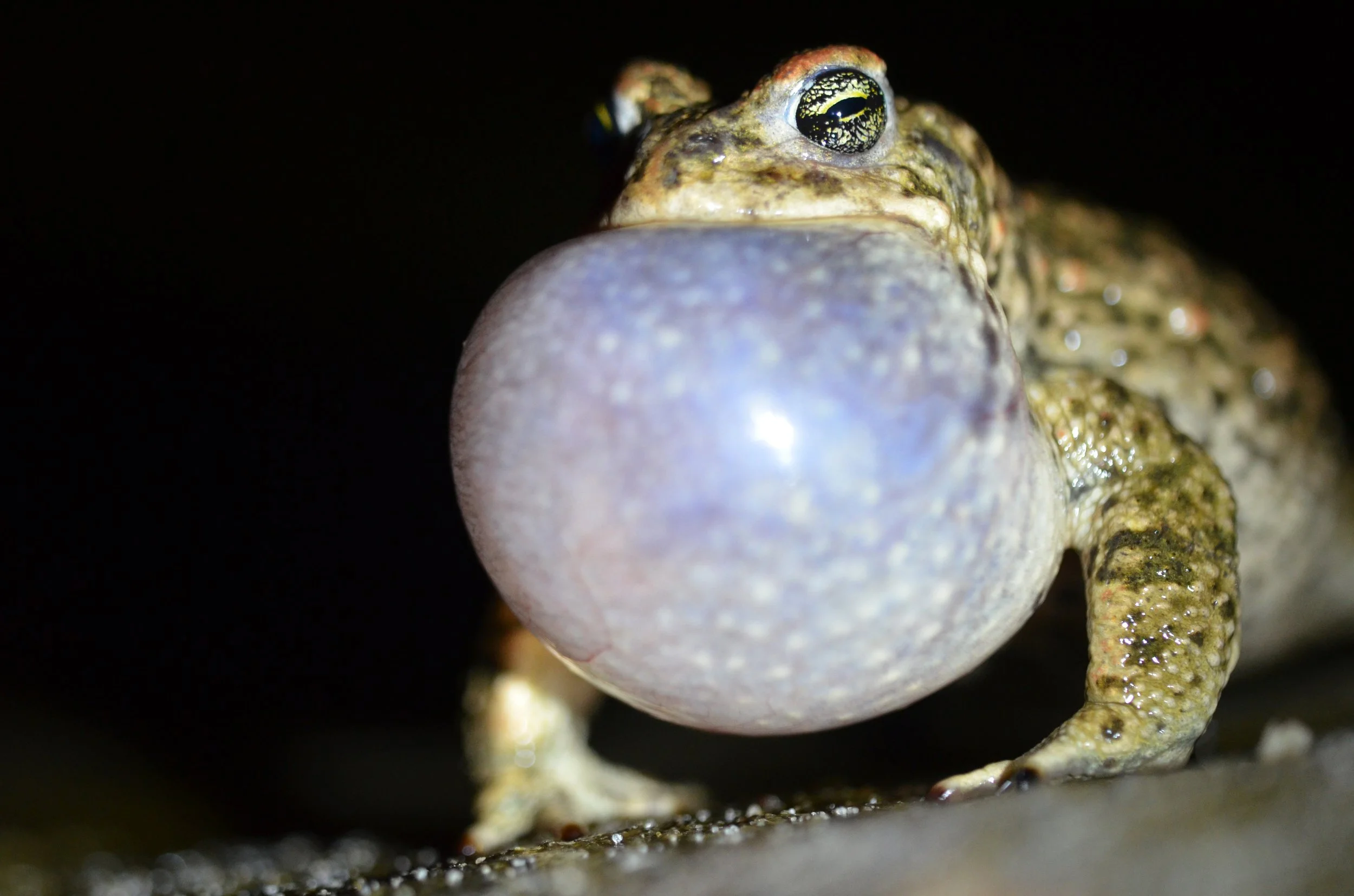 Napping Toad Nature Tripping Episode 22- Natterjack Toads — JO KENNEDY | working ...
