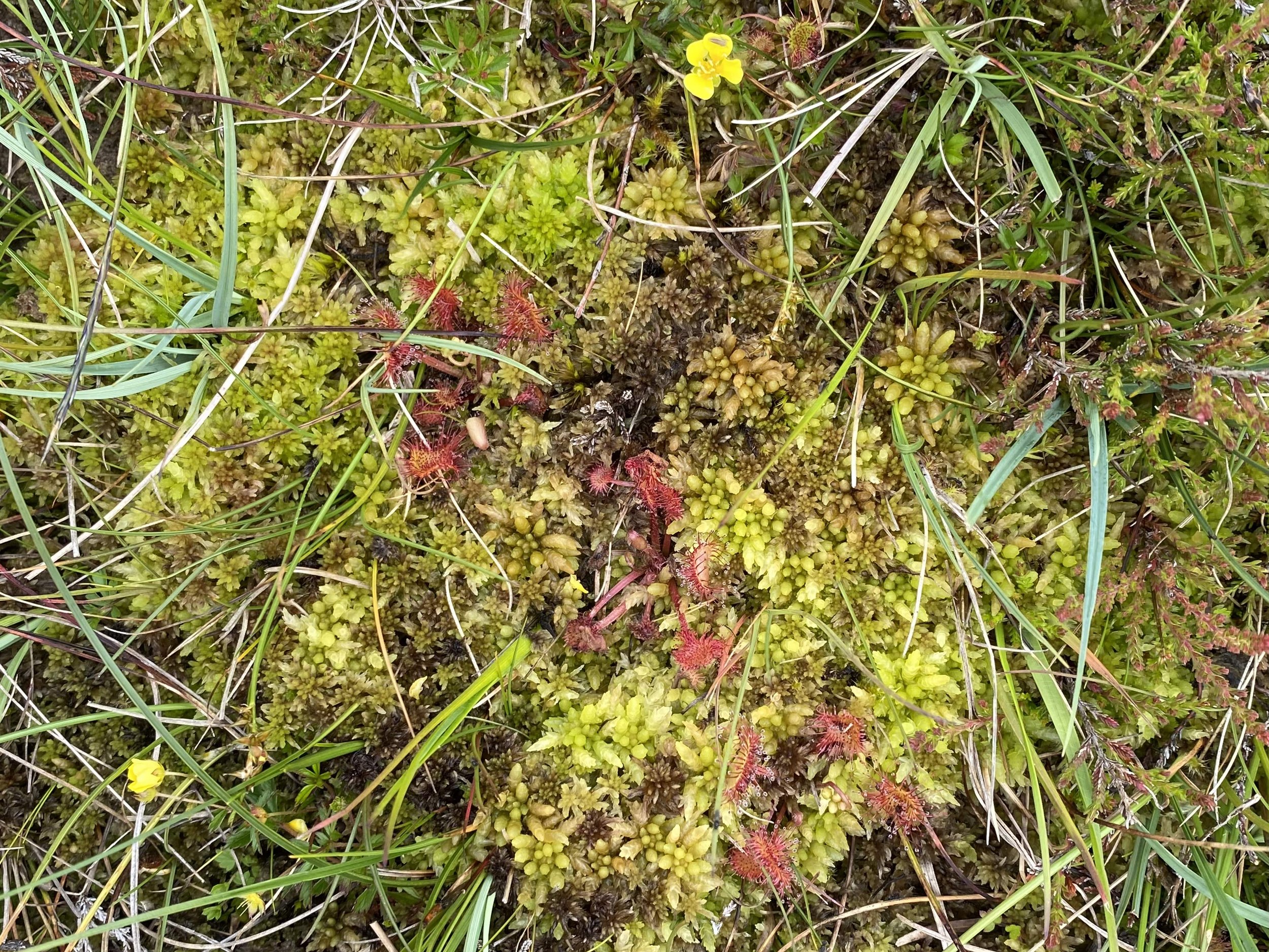 A healthy blanket bog with sphagnum species and sundew