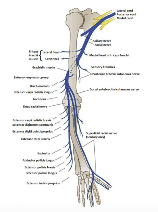 Median Nerve Entrapment, It's More Than Carpal Tunnel