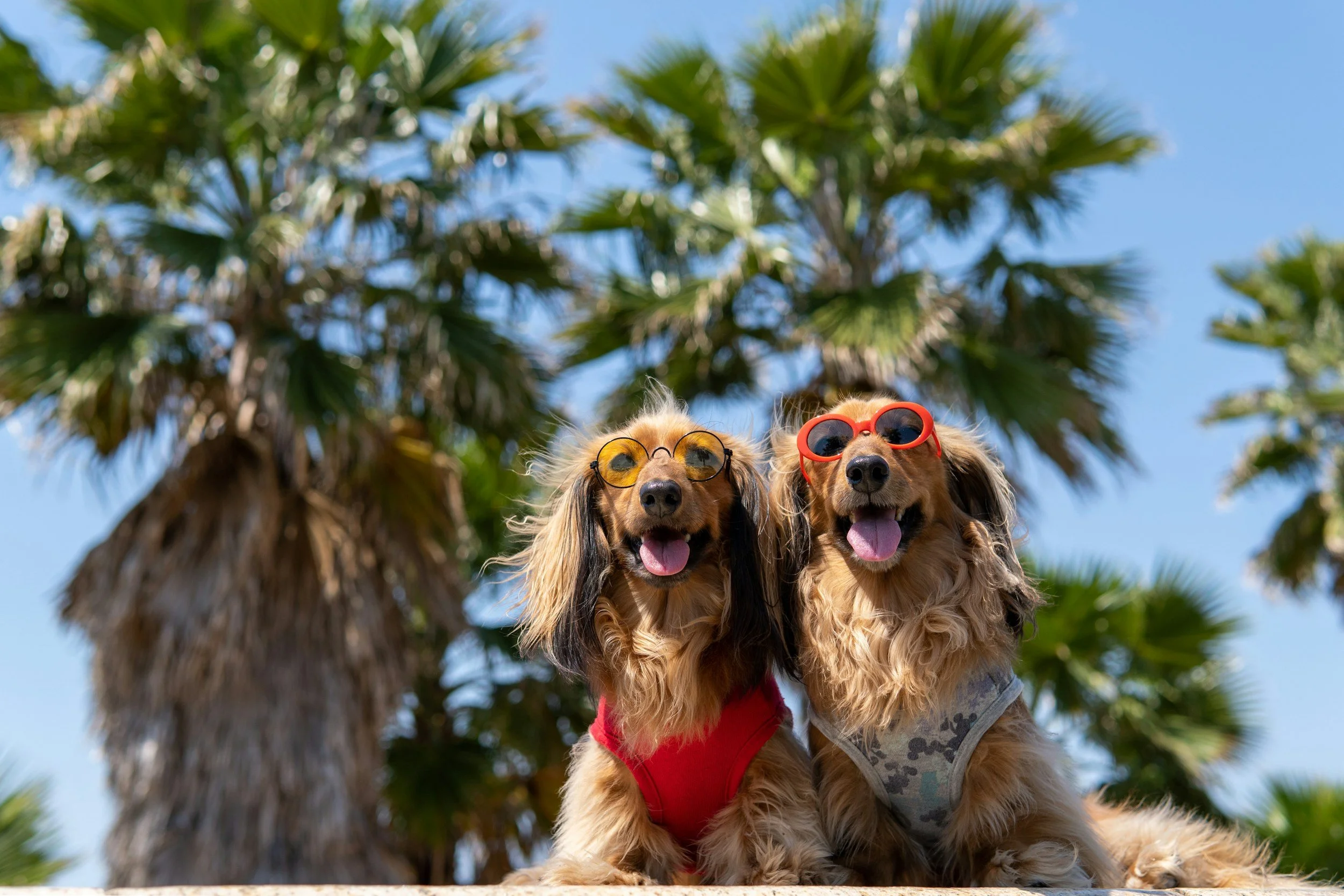 Furwell to Summer Muttgarita Mixer!