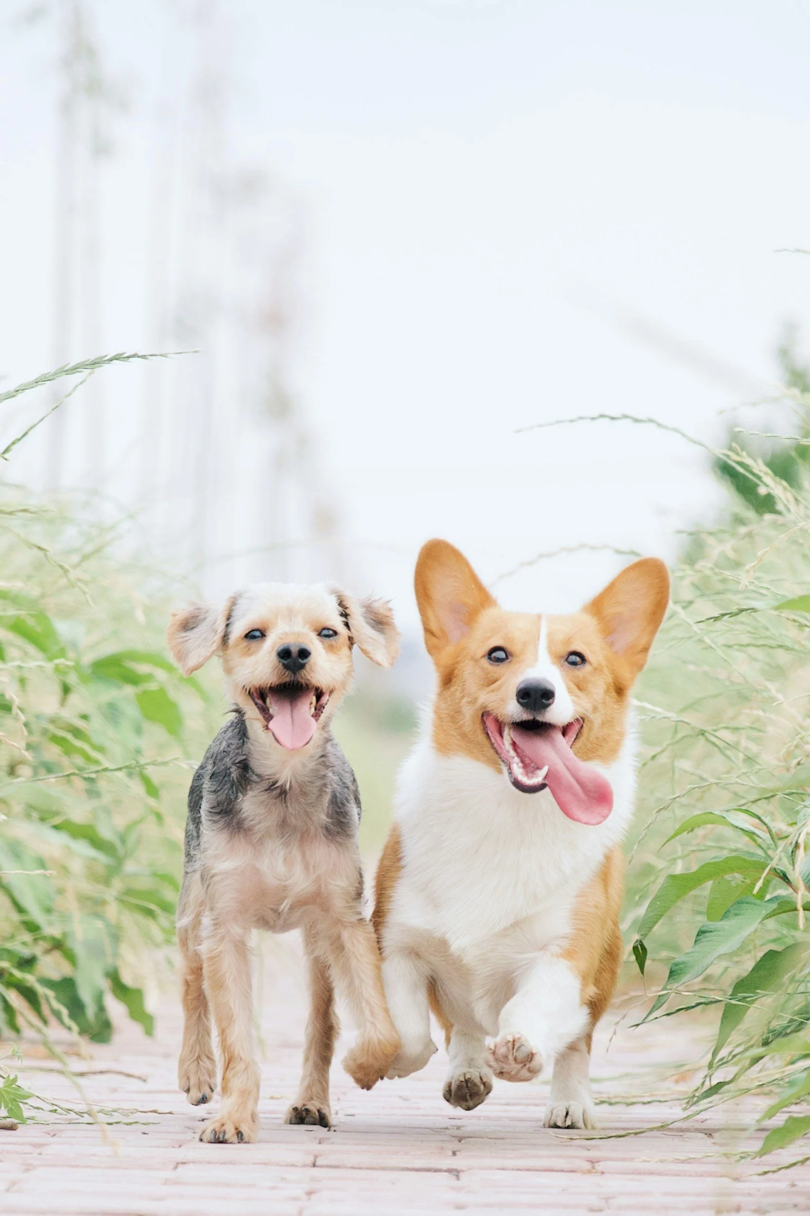 National Dog Week!