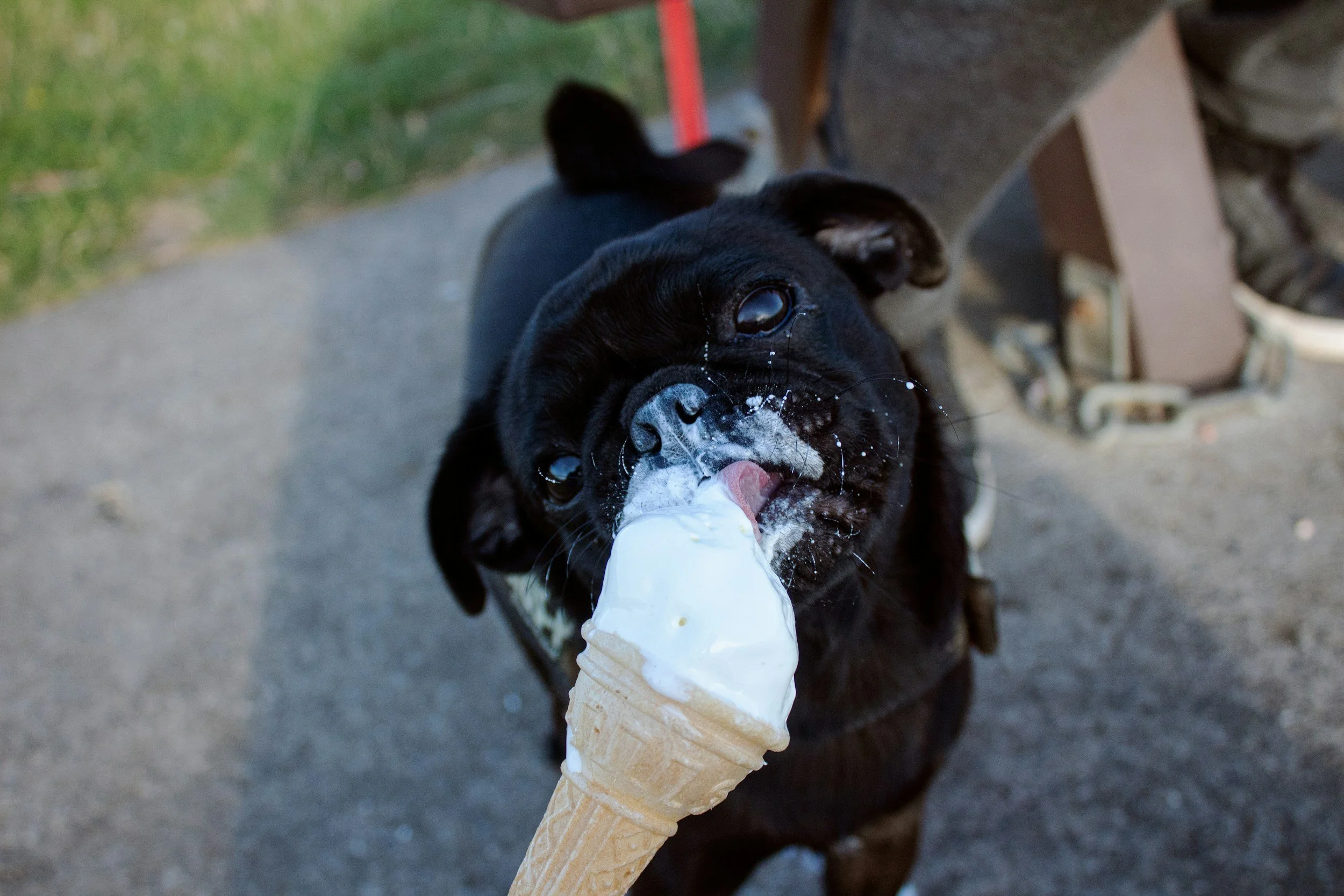 Ice-Cream Social for dogs!