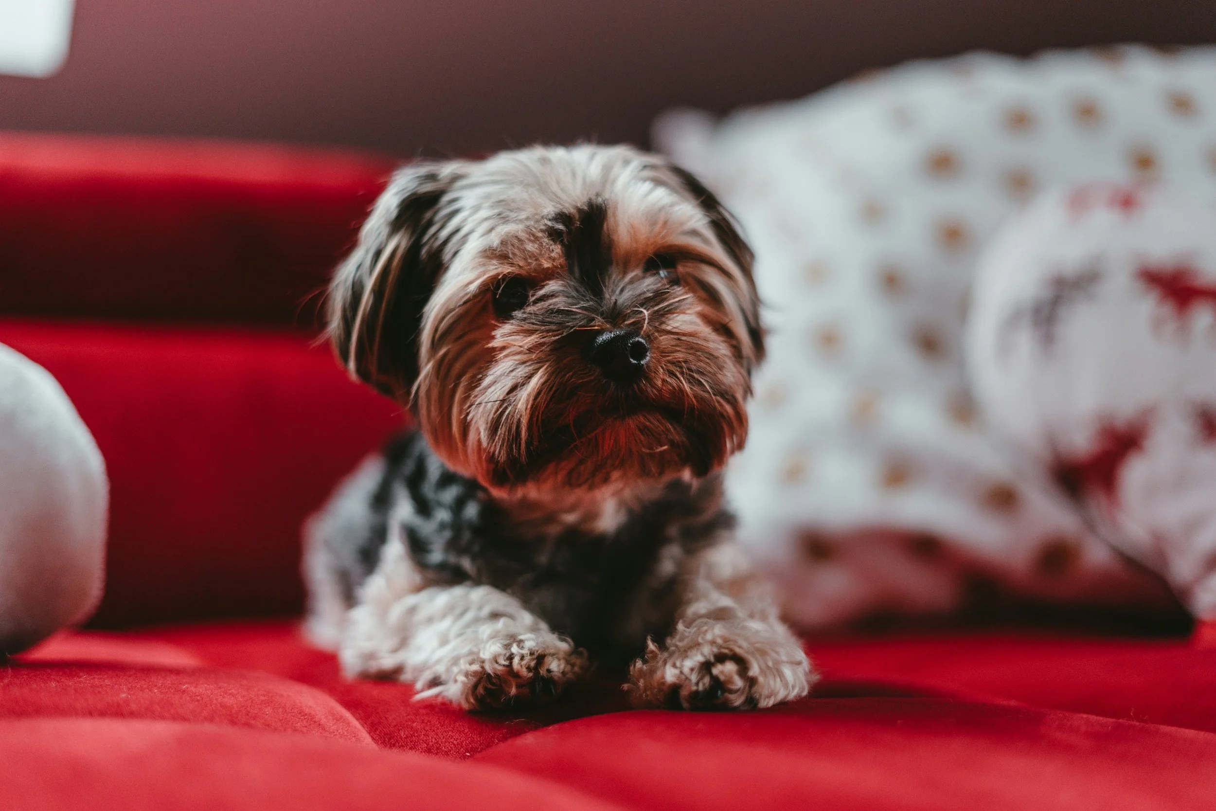 Community Dog Show at Stockbridge Library