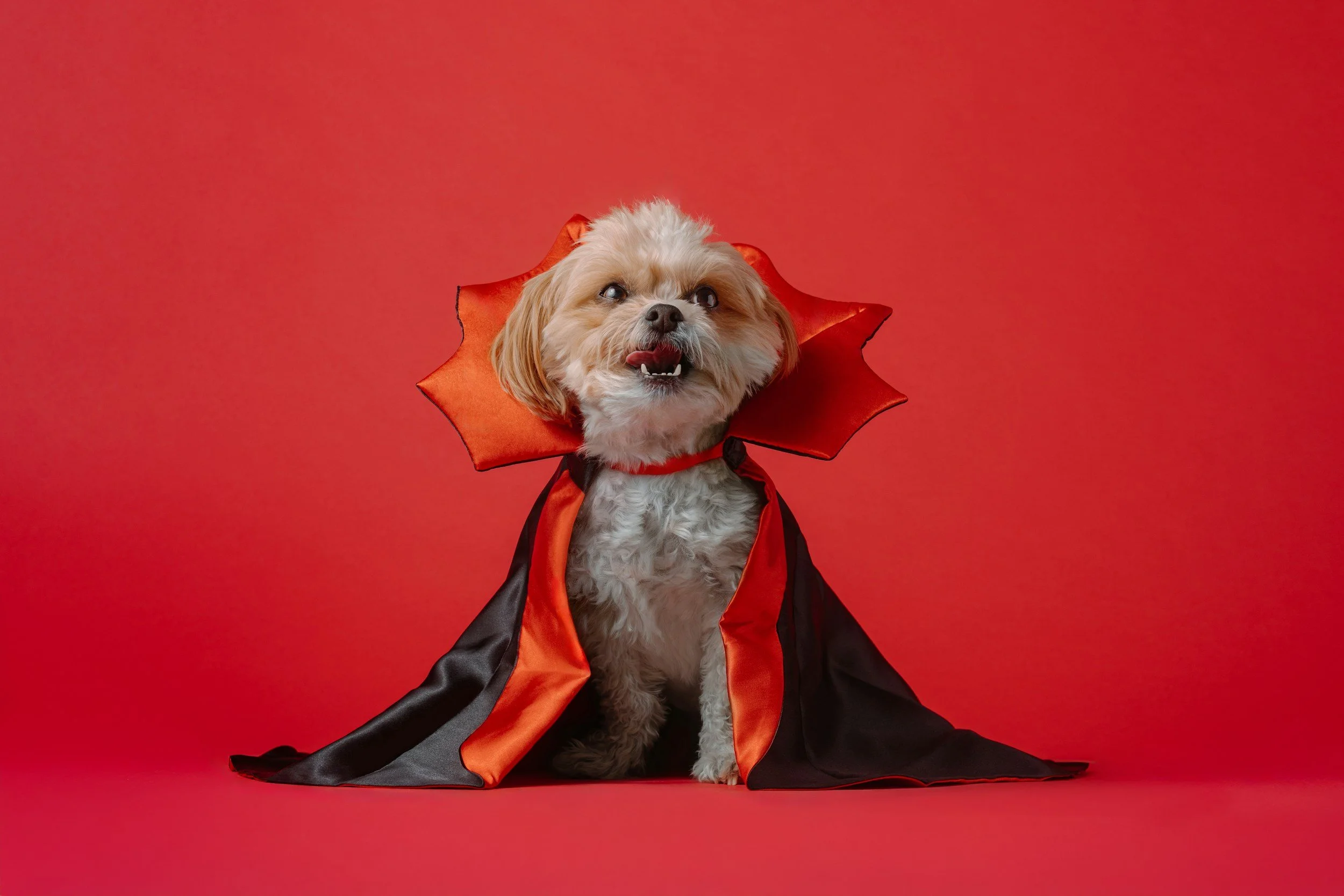 5th annual Bark or Treat!