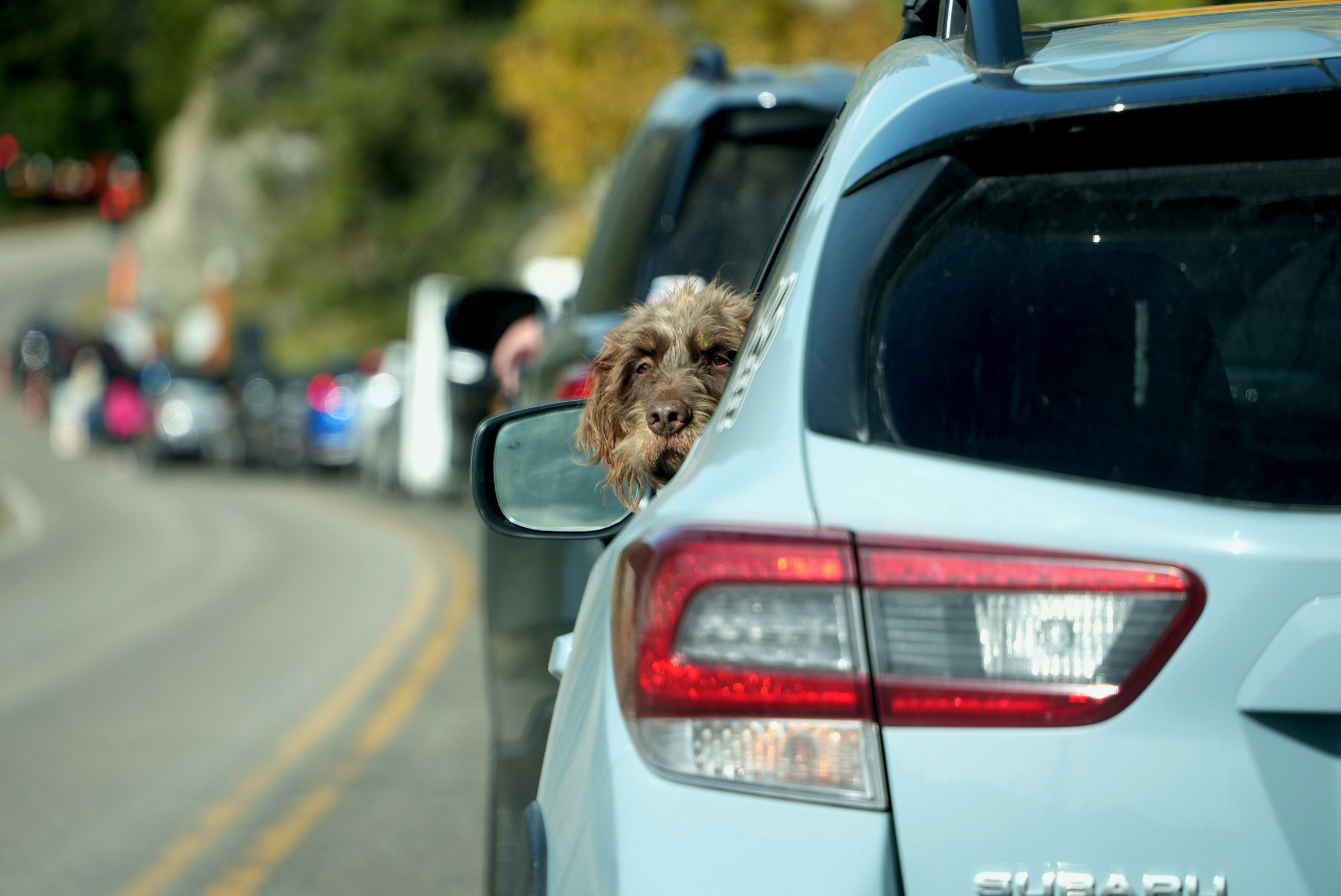 Choose your Subaru Raffle Event at Berkshire Humane Society 