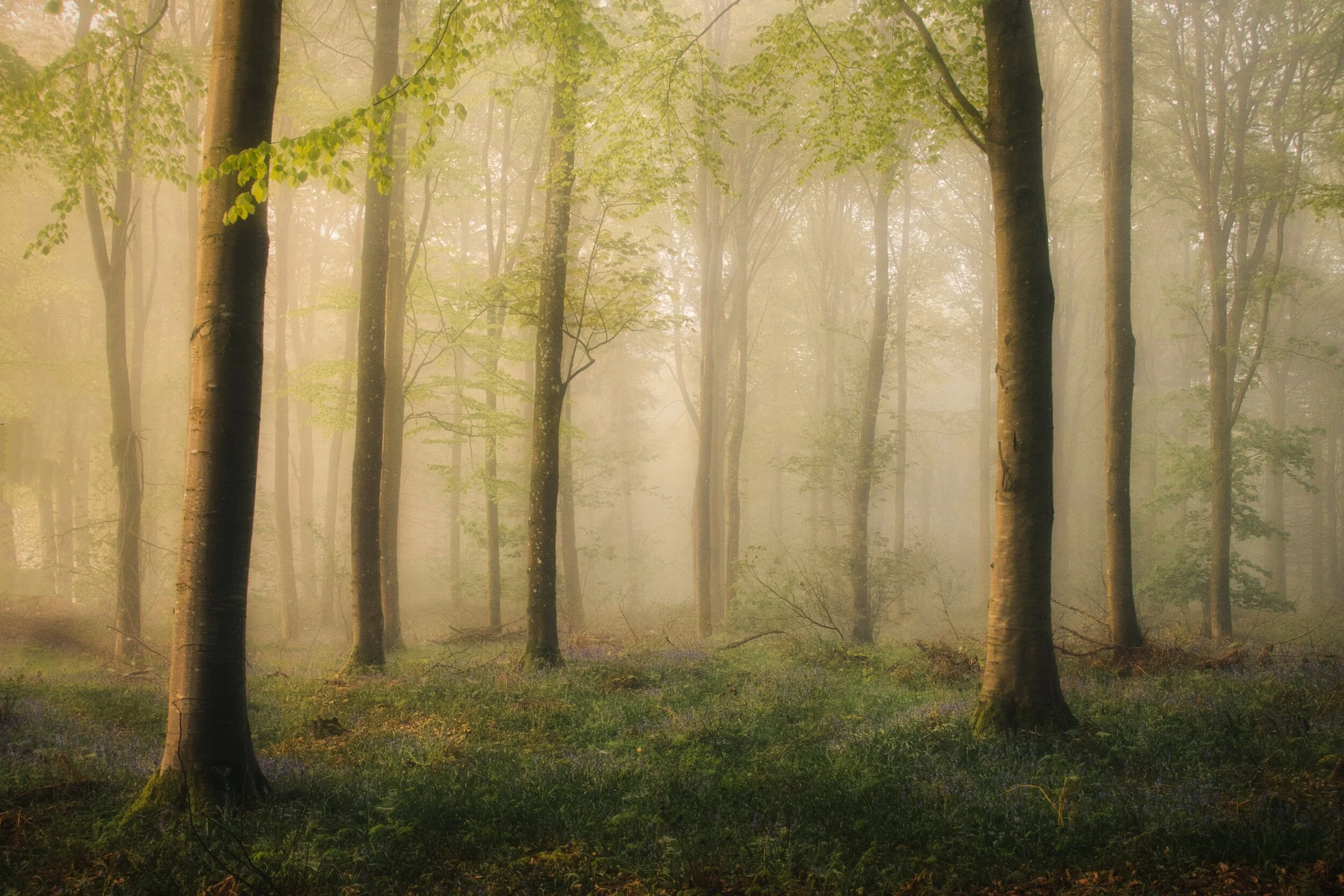 edenhall luminar 4.jpeg