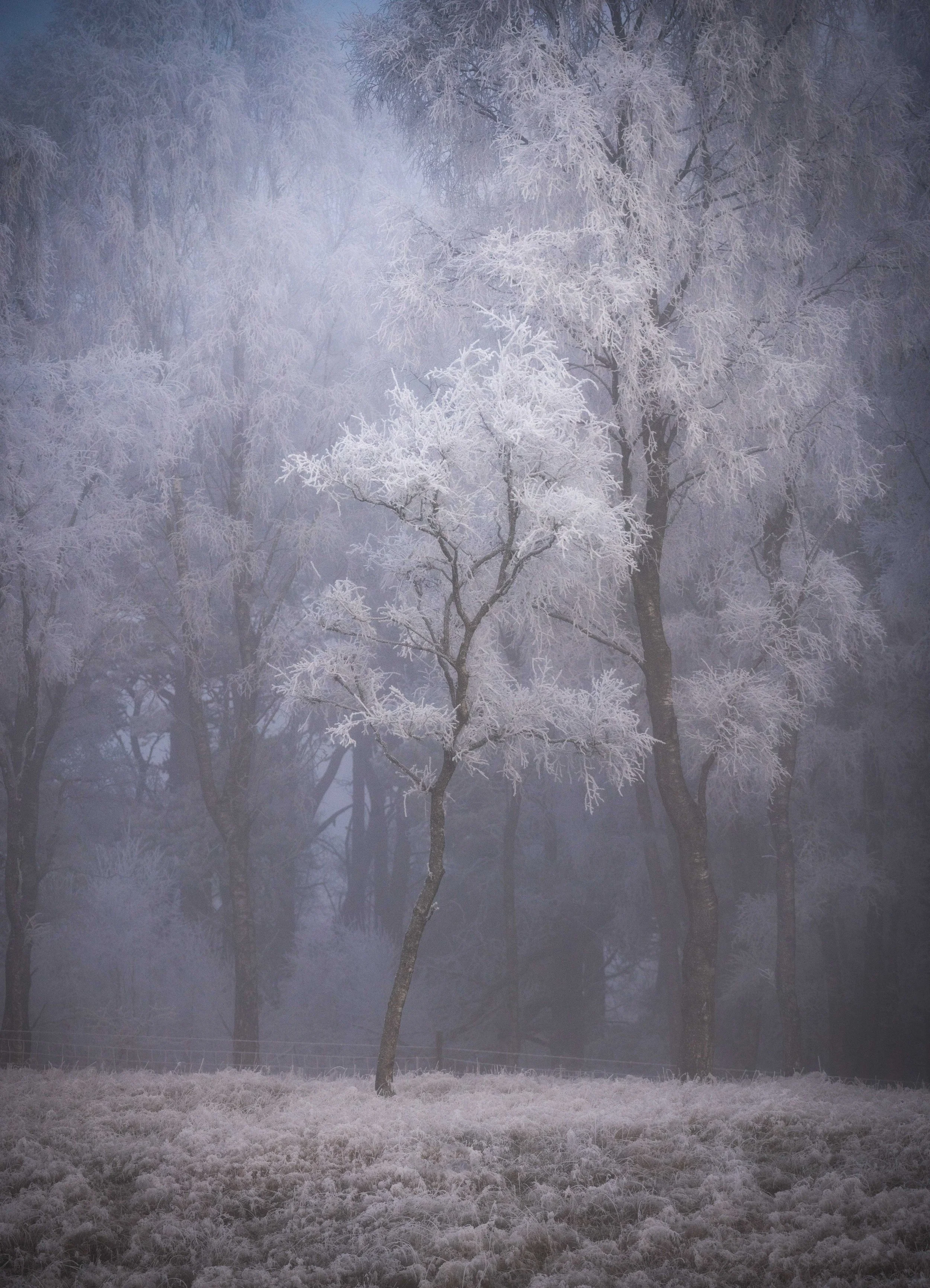 Hoar frost 27.jpg