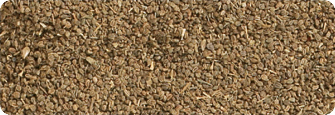 Cumin Fancy Whole Extra Bold Turkey