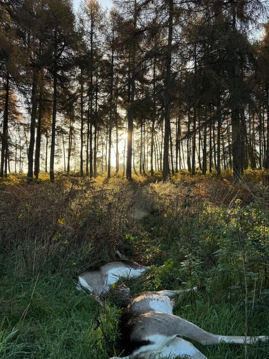 Magical morning in the countryside. Delicious wild fallow now in the larder..jpg