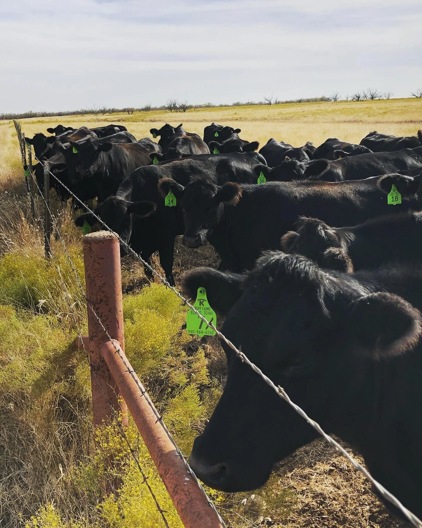 HALO K Q&amp;A #6

What's your stance/opinion on Fake Meat?

Interesting question! Well "Fake Meat" also known as "Alternative Protein" or "Plant-Based Protein" has always been in the marketplace since the 1970s. There a