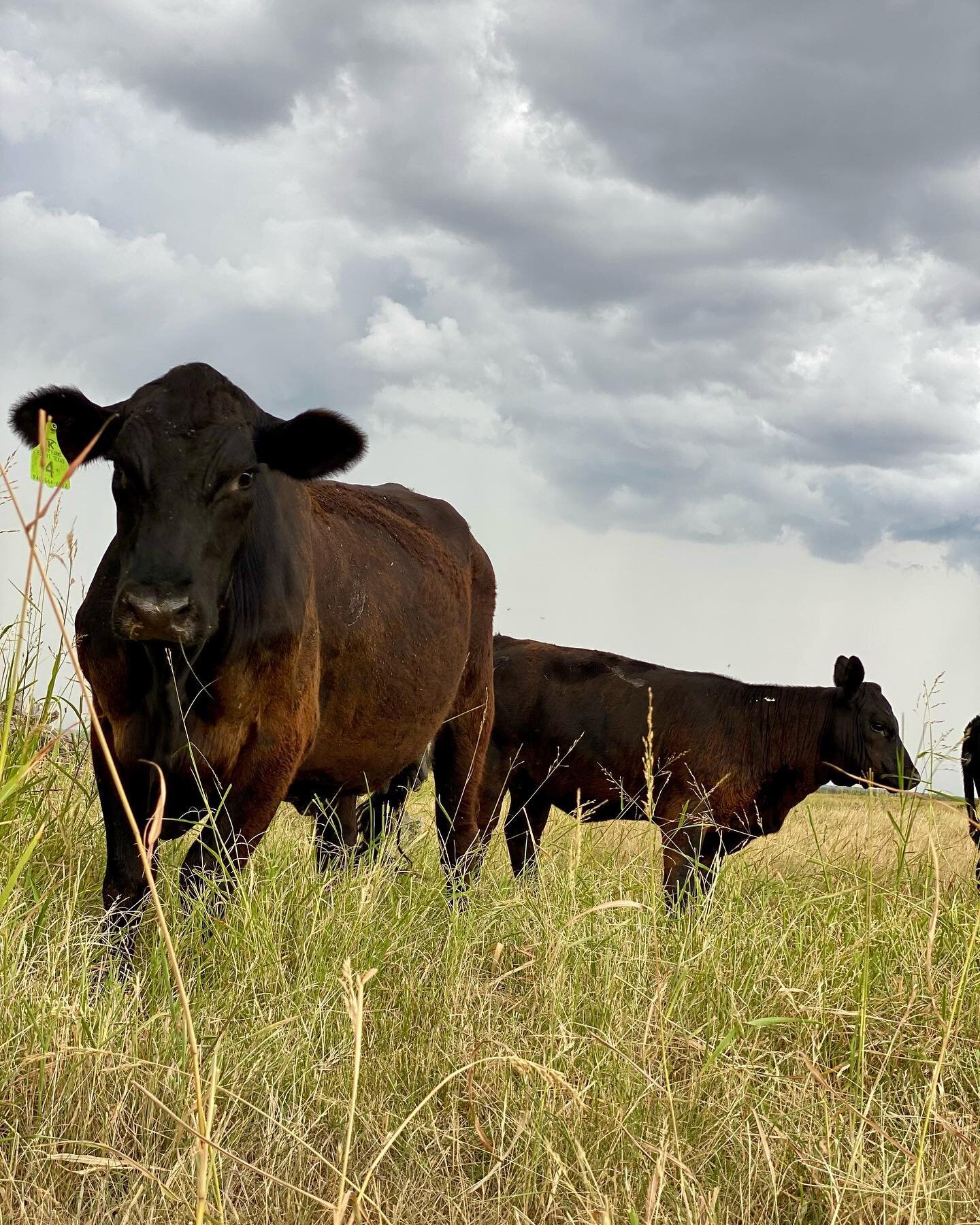 HALO K Q&amp;A #5
 
Your website mentions your commitment to sustainable agriculture. Can you explain?
 
Of course, sorry for the delay, and thanks for your important question! There is a saying if you&rsquo;re a Rancher or Farmer, then every day in 