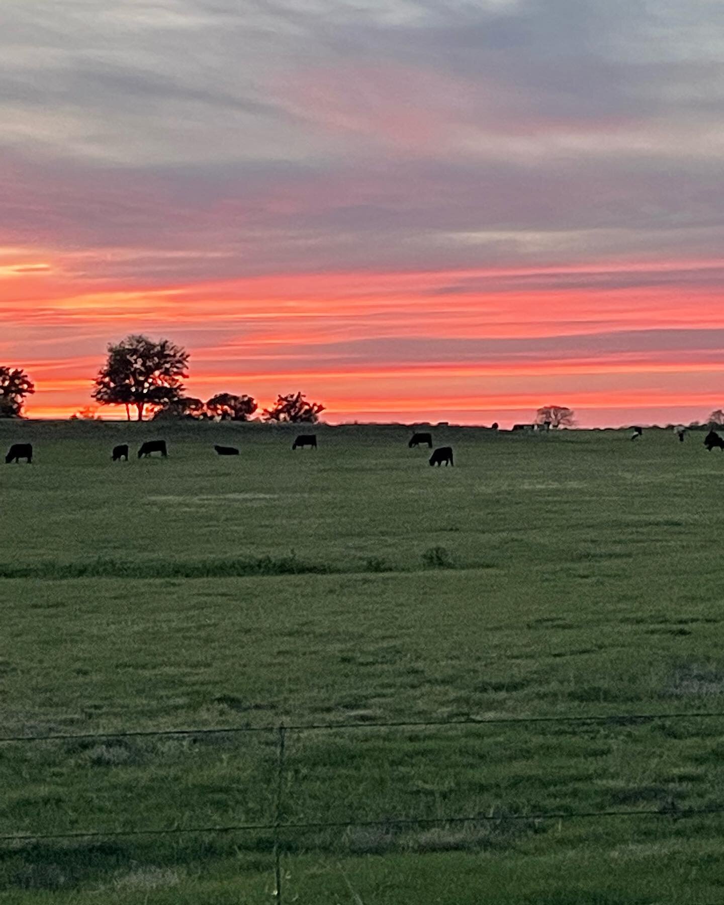 Green Grass. Black Cows. Pink Sunset. 

Pasture Raised. Grass Fed. Grass Finished

No Antibiotics. No Hormones. No Growth Promotants. 

#haloKcattle #pastureraised #pastureraisedbeef #grassfed #trueTexan #angusbeef #NativeTexan #texasagriculturematte