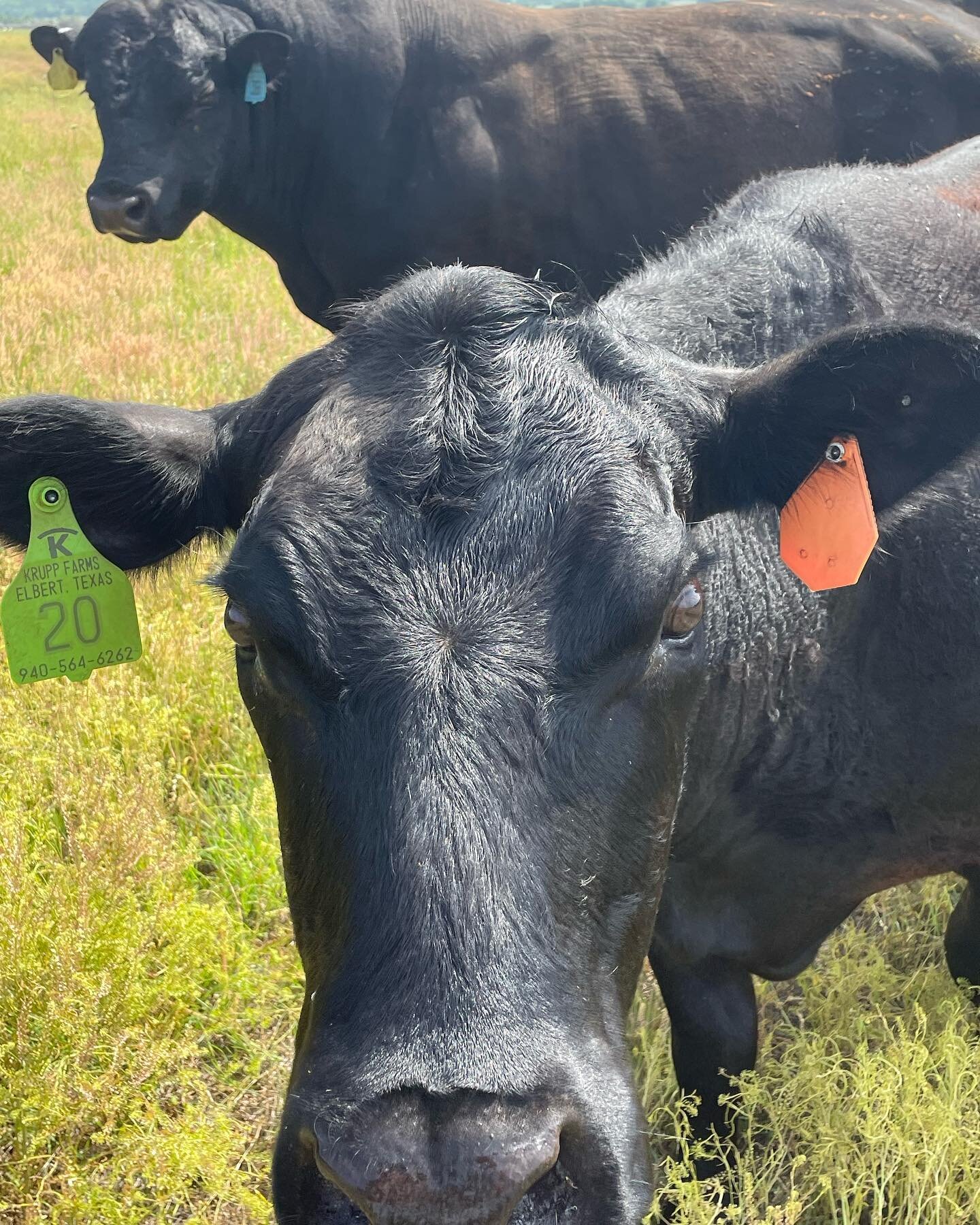 HALO K Q&amp;A #7 / Mothers Day Post 

Do you have a favorite animal in your herd??

Well you know we can&rsquo;t play favorites but my favorite type of cattle in my herd is the momma cow, so I must admit they get special care and attention.

The mom