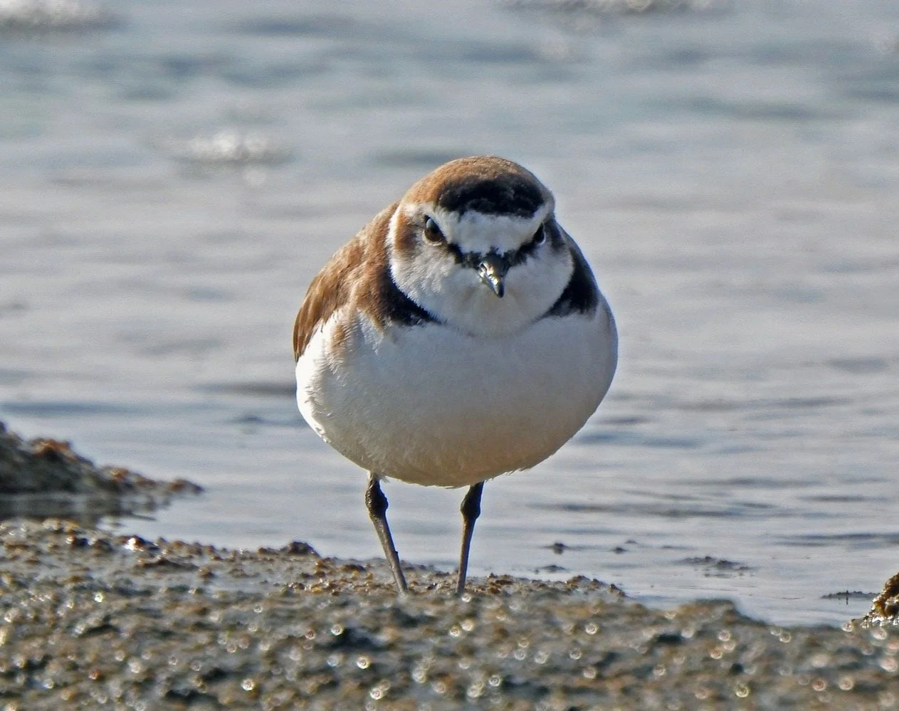 little-stint-gd49f140a2_1920.jpg