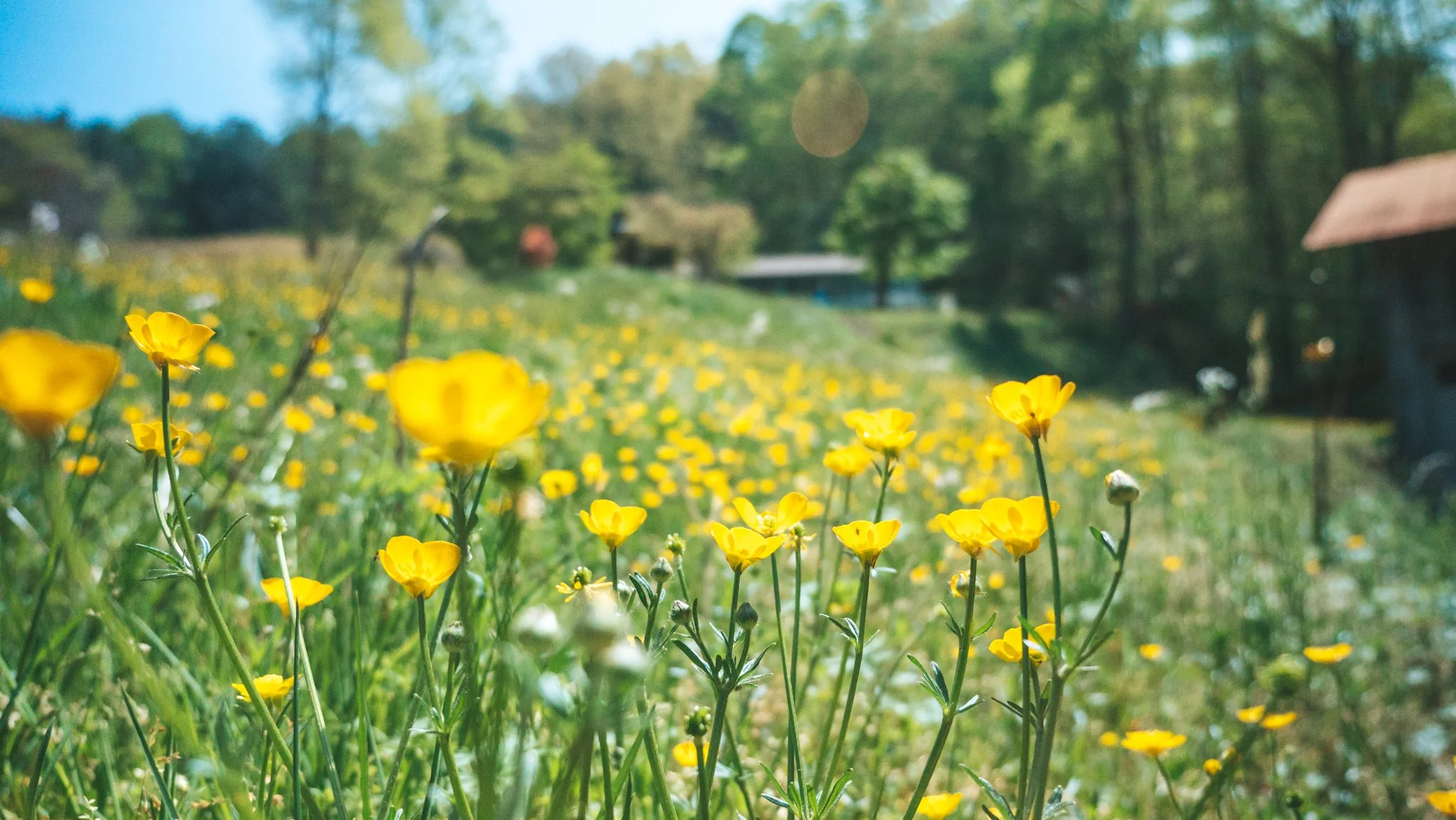 Vibrant field of yellow flowers in full bloom, creating a beautiful and peaceful natural landscape.