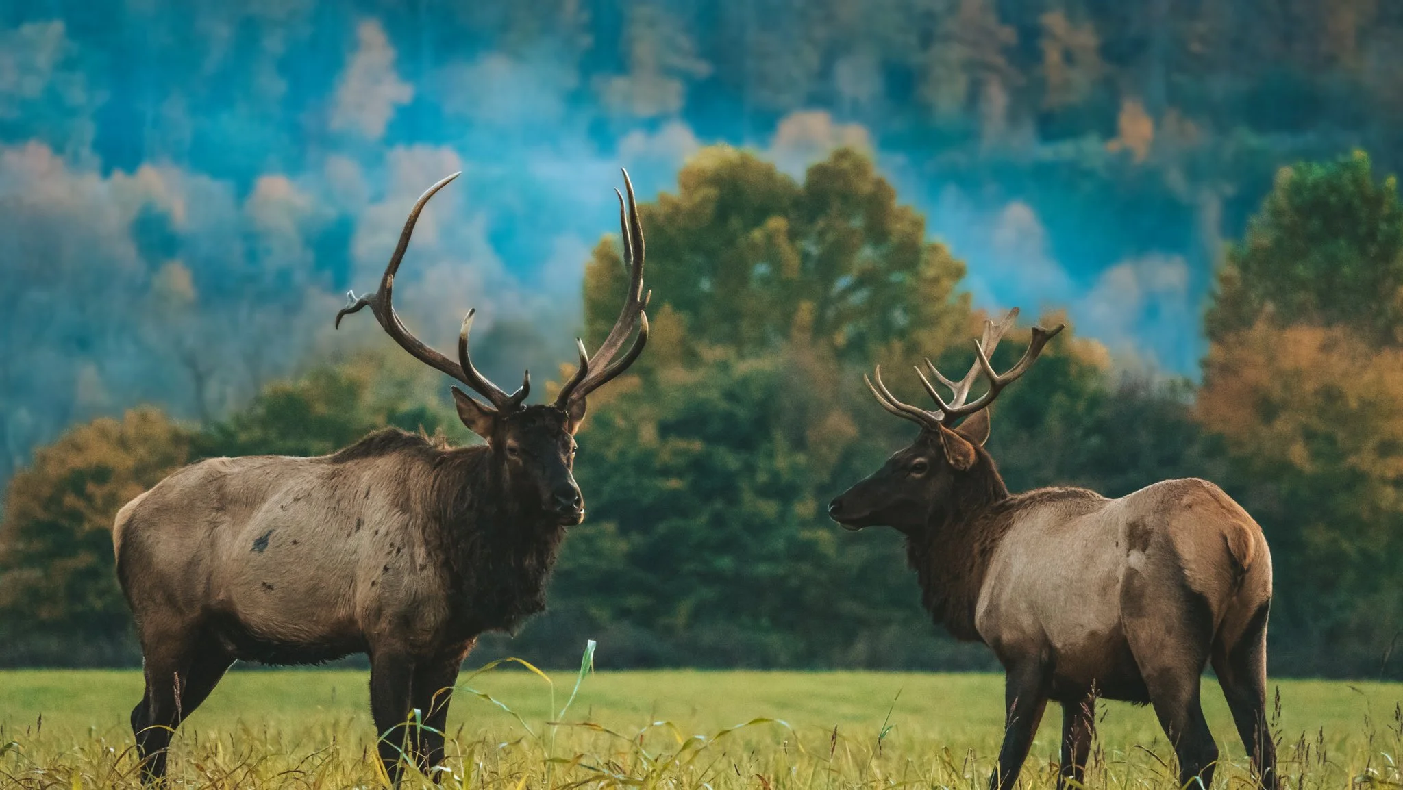 Two majestic elk facing each other in the wild outdoors of the mountains, showcasing their natural strength and beauty in a stunning landscape.