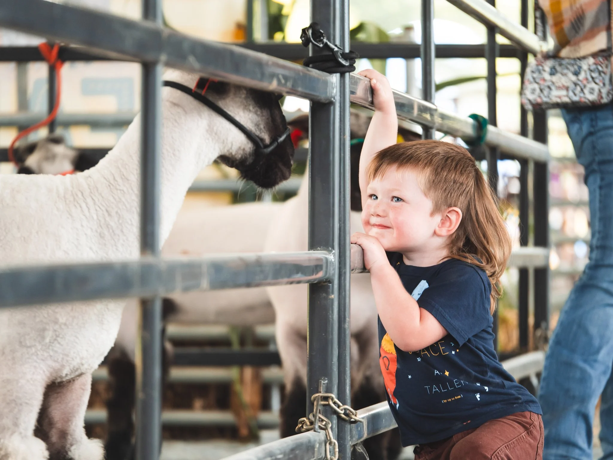 Smiling little kid interacting with a friendly goat in a pen at a local farm fair – heartwarming moment capturing the joy of farm life.