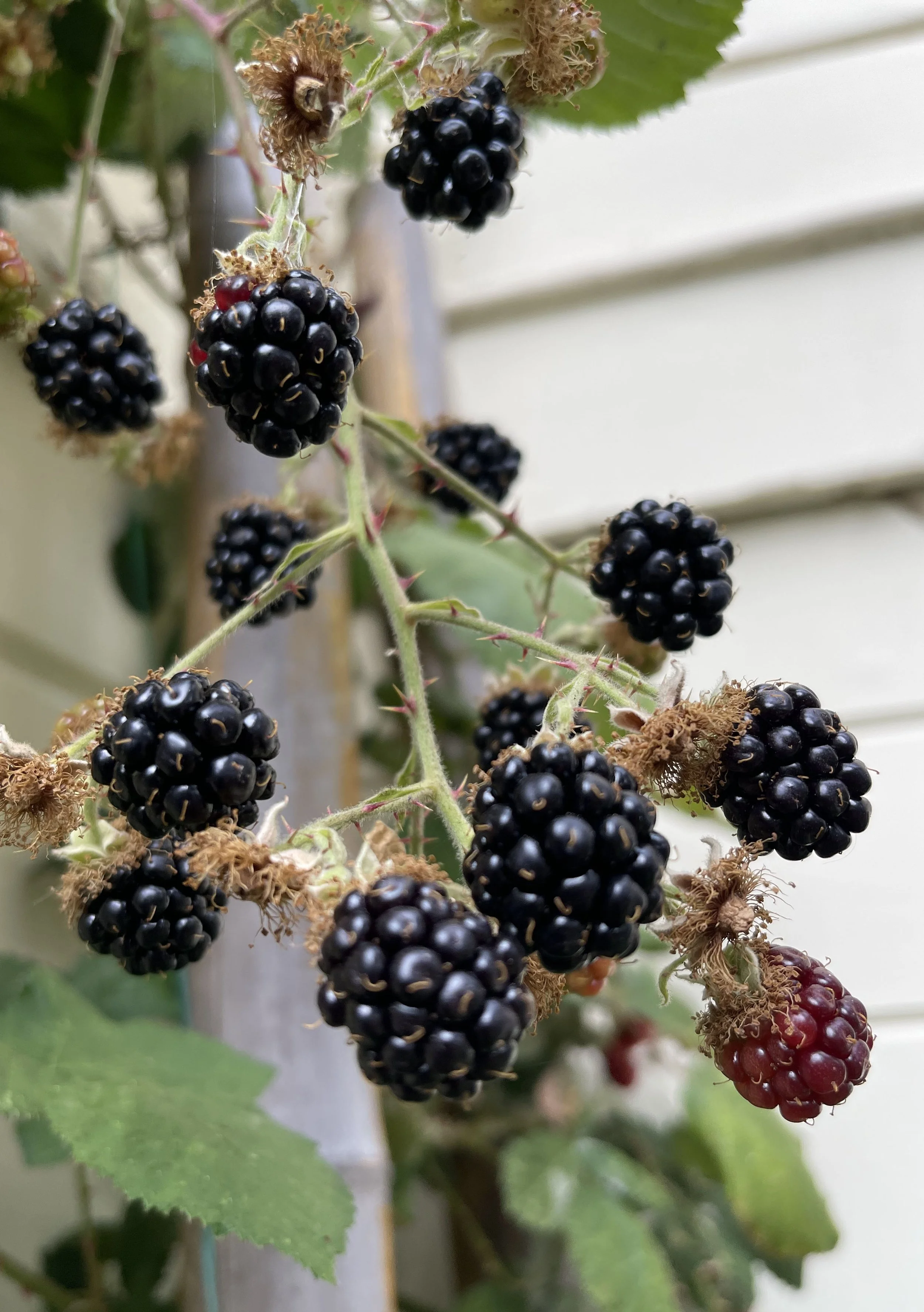 Fresh fruit in the garden at B-love's