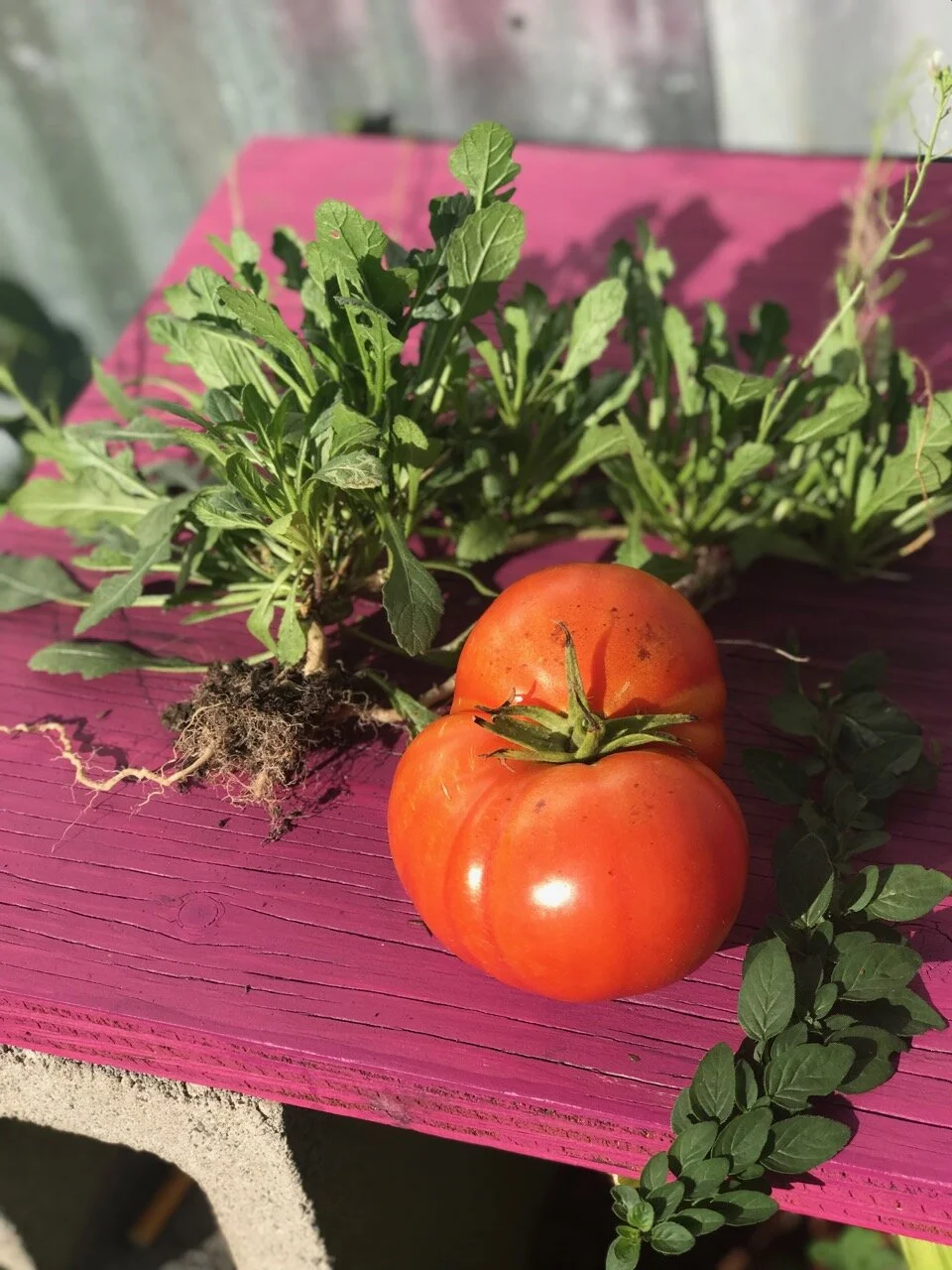vegetables grown in the airbnb garden 