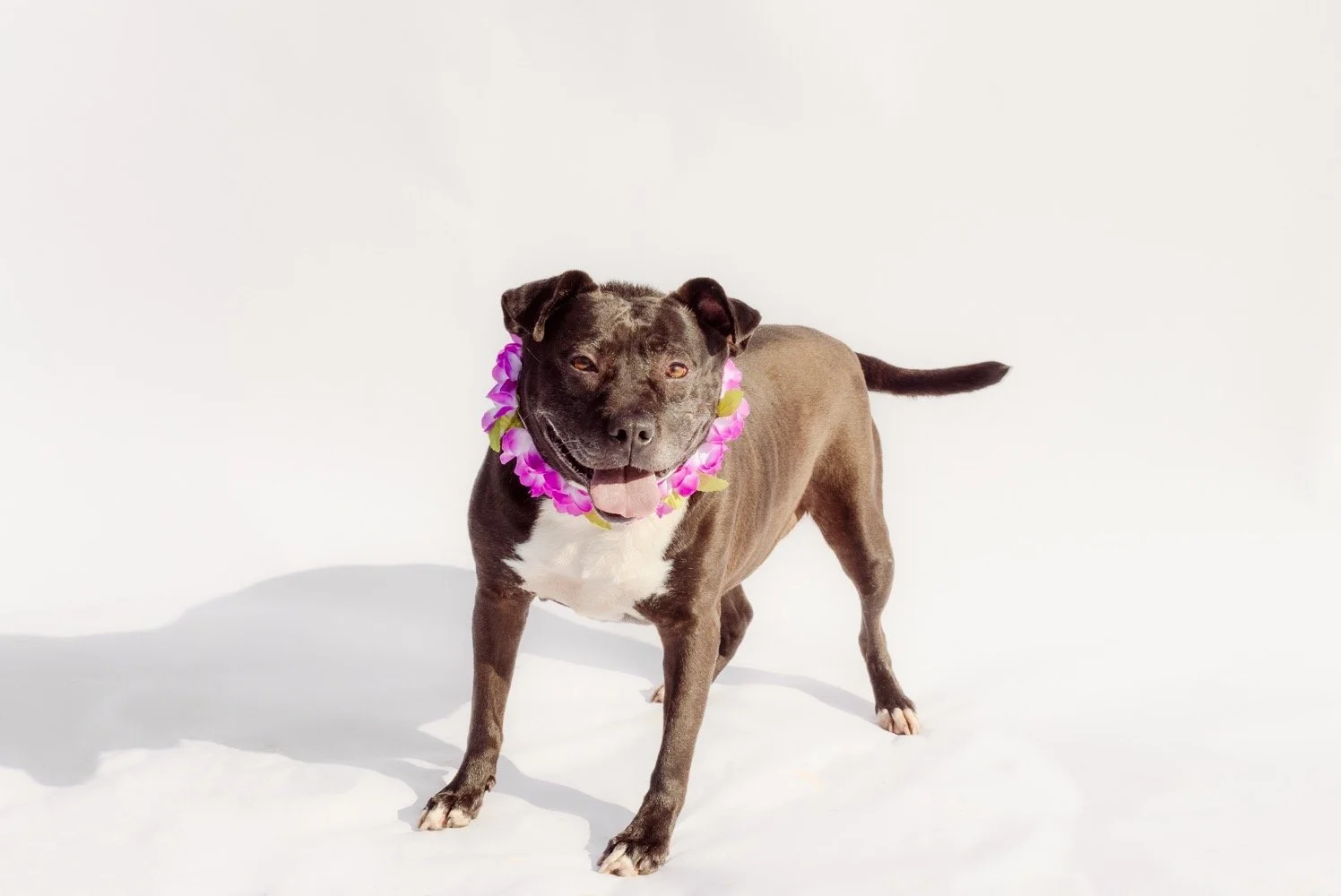 Bee
Female/Spayed
4 years, 5 months