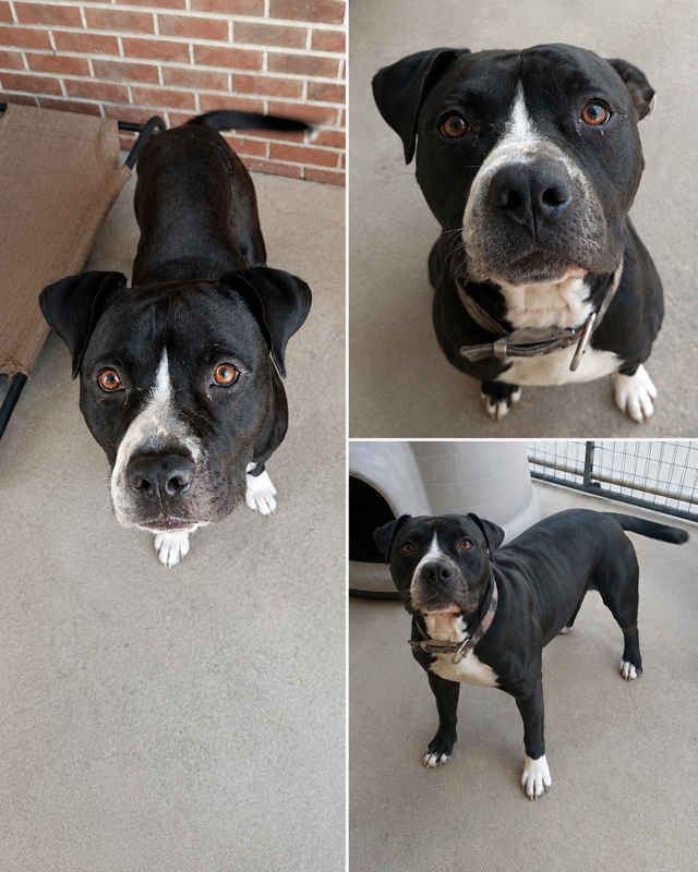 Diesel
Male/Neutered
2 years old